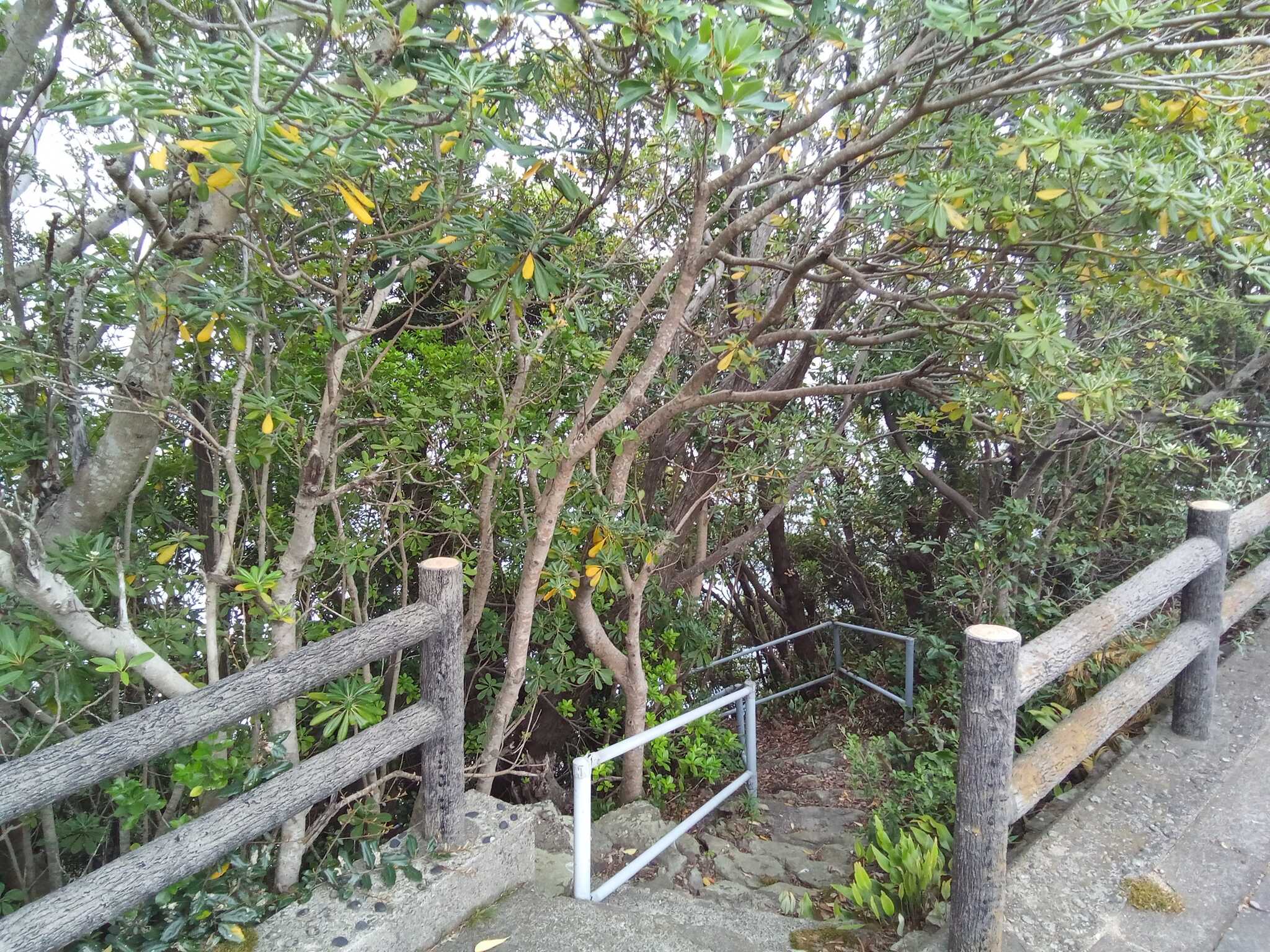 キャンプ場から海岸へ降りる石段