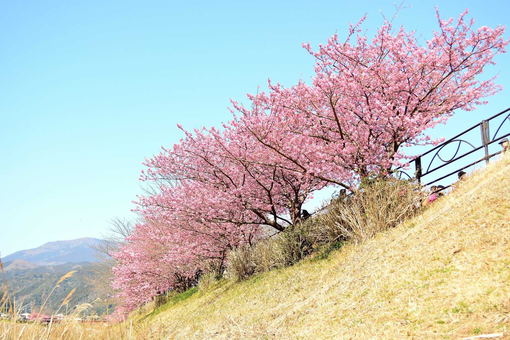 伊豆半島の中でも温暖で、美しい自然に包まれた河津・今井浜は一年を通して花や天体、さまざまな絶景をお楽しみいただけます。