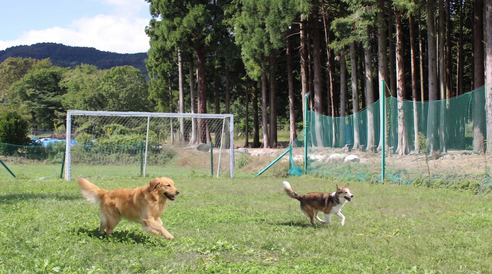 ドッグラン兼あそび広場も完備しており、広々とした空間でワンちゃんと思い切りアウトドアを楽しめます。