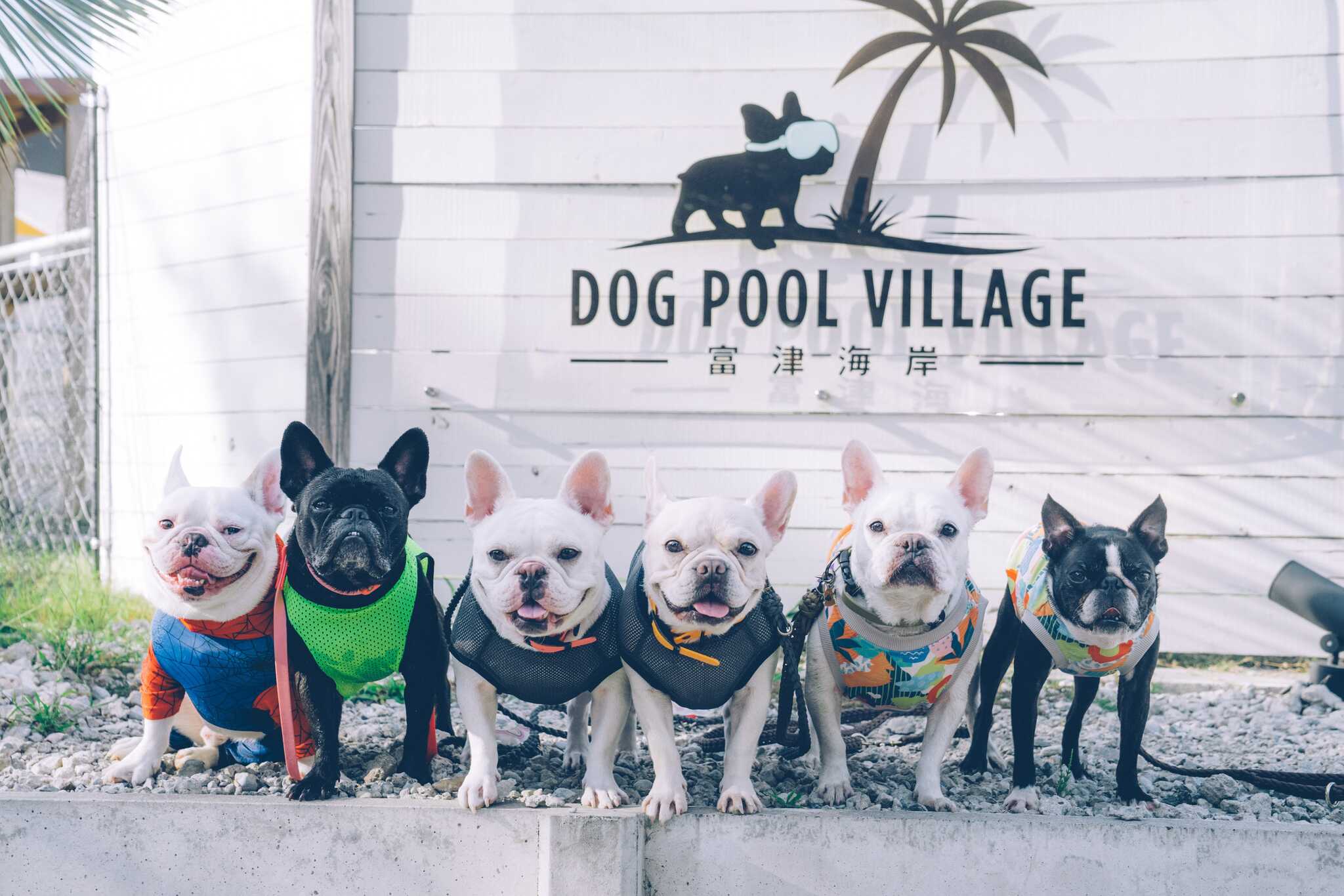 Dog Pool Village 富津海岸の写真 3枚目