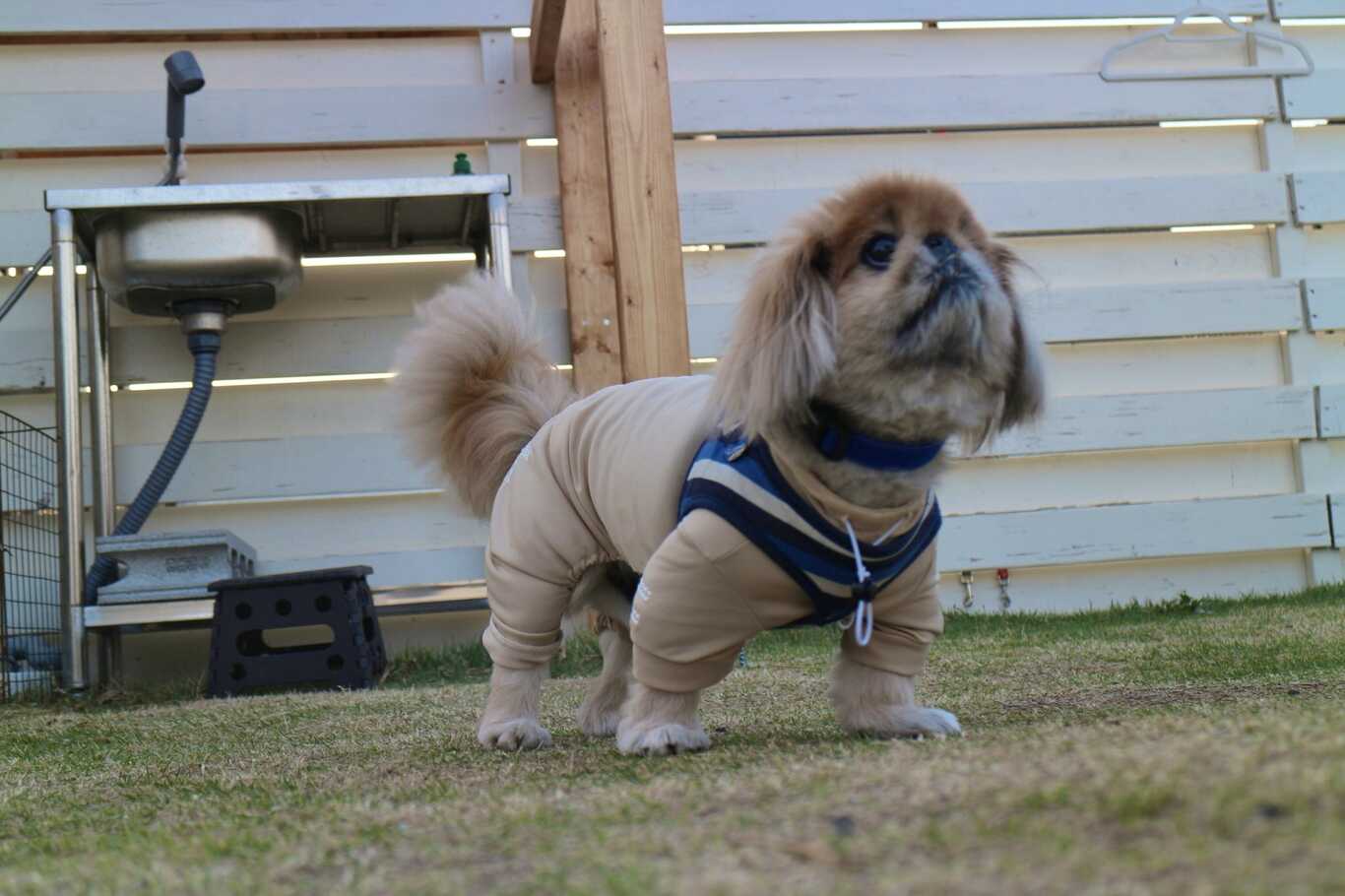 Dog Pool Village 富津海岸 photo 4