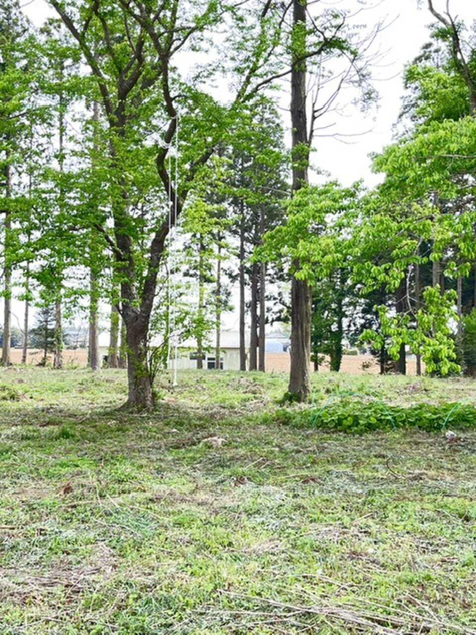 【R6/6現在閉鎖】KOUMAFARM~星空が見えるキャンプ場~野営キャンプサイトの写真 4枚目