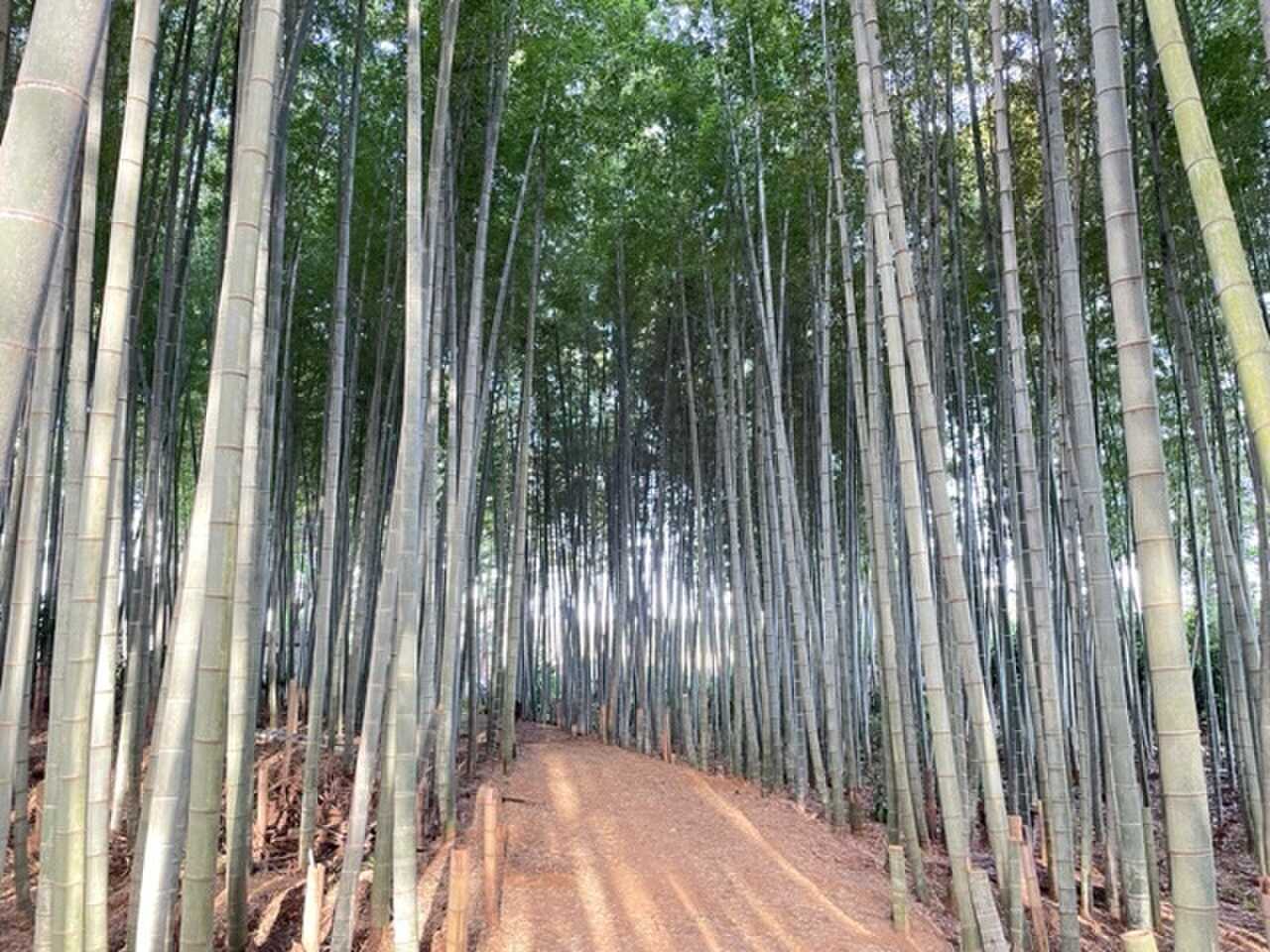 【R6/6現在閉鎖】KOUMAFARM~星空が見えるキャンプ場~野営キャンプサイトの写真 5枚目