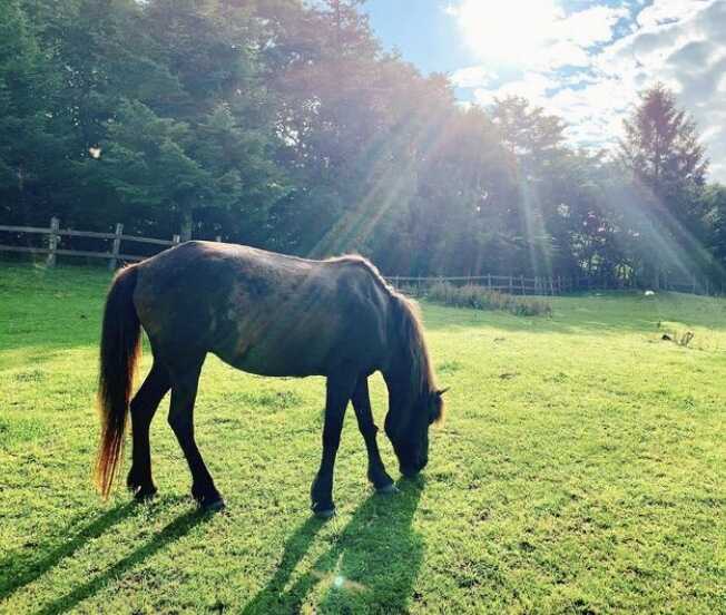 天馬夢では馬と触れ合うこともできます♪
