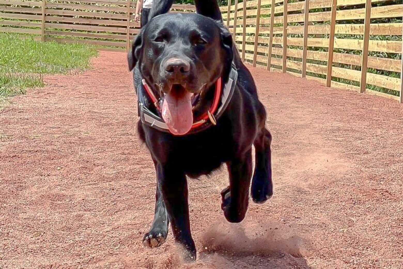 愛犬家の皆さまにも心地よいキャンプ体験をお届けするため、ワンちゃんと一緒に泊まれるドッグサイトをご用意しております。愛犬と一緒にノーリードでのびのびと過ごせる美しい自然の中、贅沢な時間をお楽しみください。