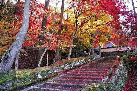 隣接する「玉雲寺」は紅葉の時期が最も有名な禅寺です。場内でも紅葉をお楽しみいただけます。
