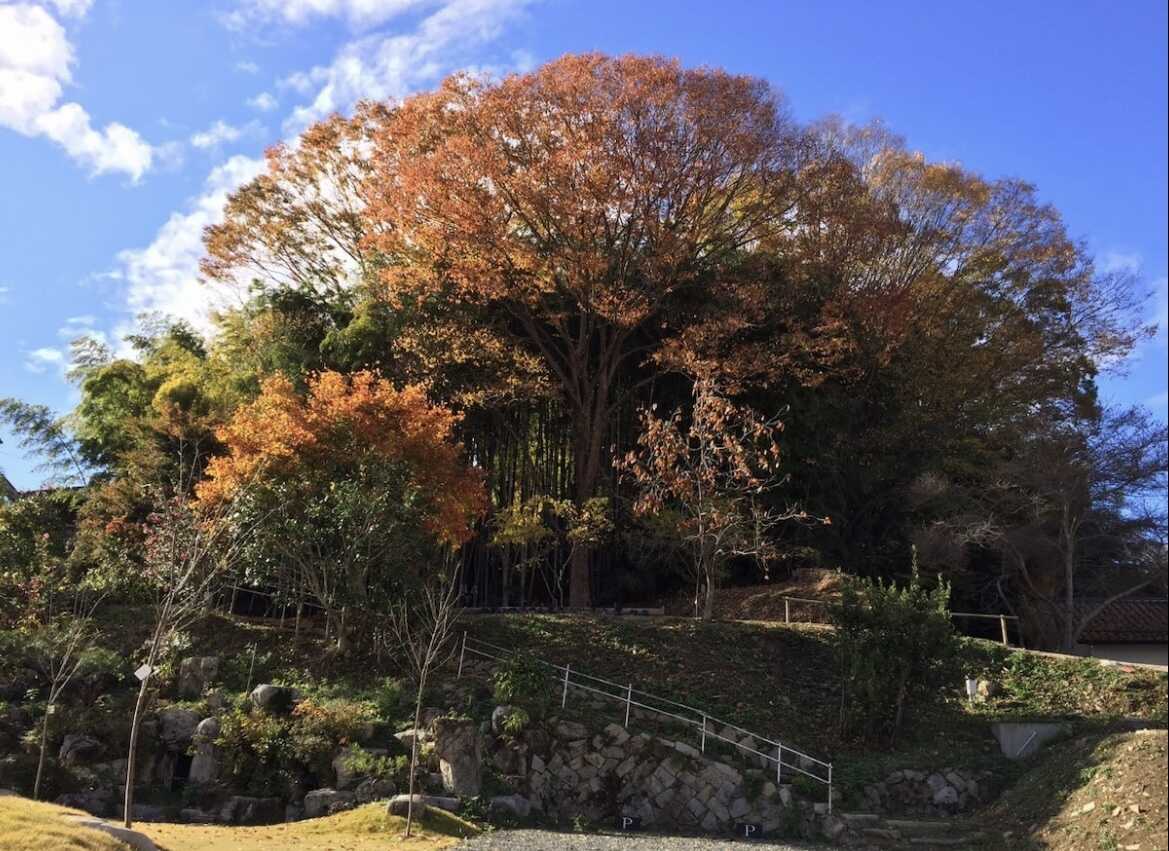 ドッグランピング2号店(旧:GLAMPING with ANTIQUES)の写真 5枚目