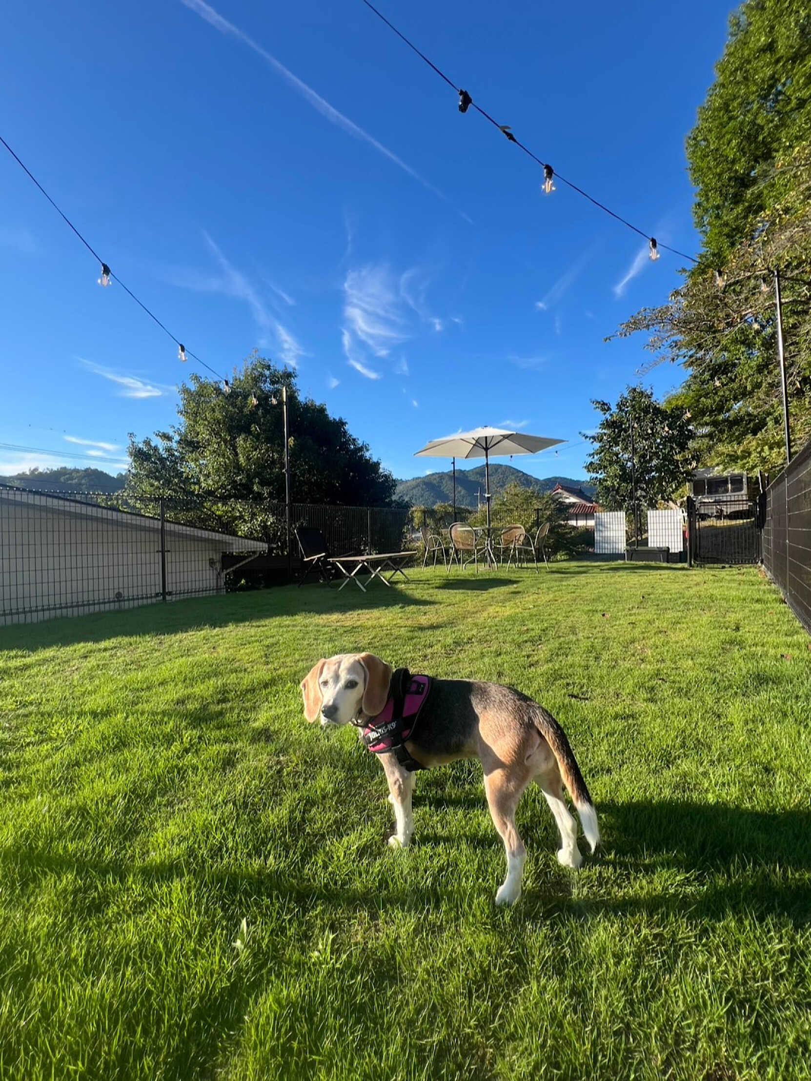 《愛犬と楽しむ貸切グランピング》ドッグランで思いきり遊んだり、BBQをしたり。他のお客様やワンちゃんを気にせず、自由に過ごせる貸切制。ワンちゃんは無料・一緒に就寝OK。愛犬と離れることなく、ゆったりとした時間をお過ごしいただけます。