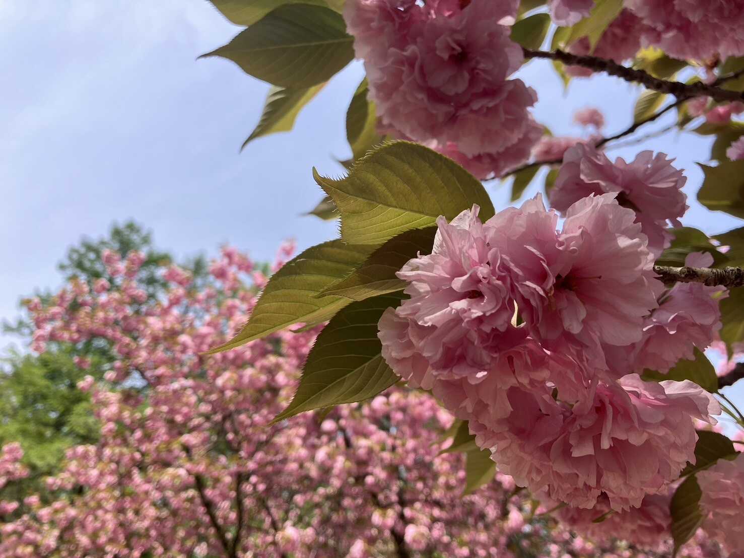 旧伊参中学校 伊参オートキャンプ場の写真 5枚目