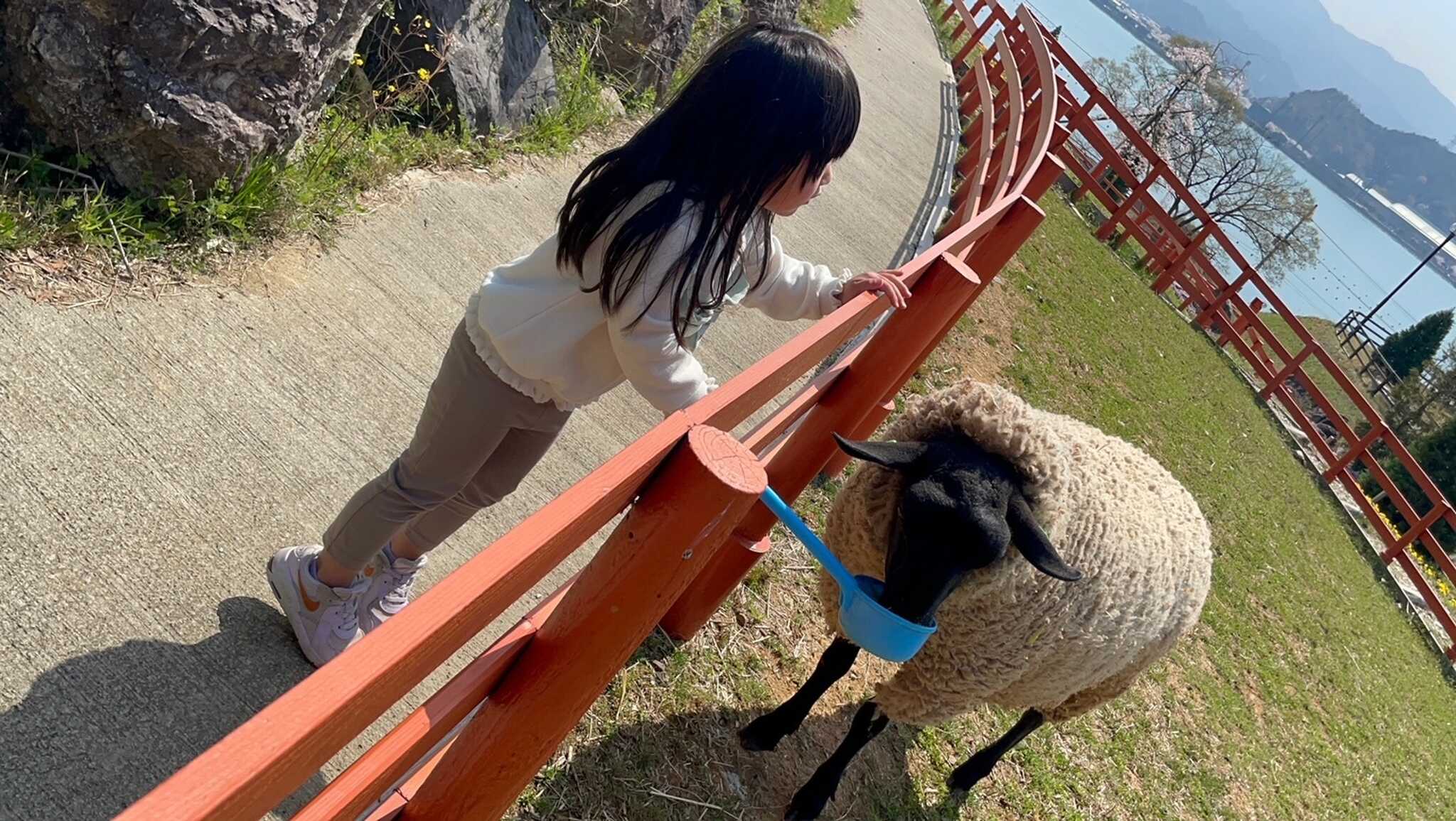 羊のエサやりを含め、動物ふれあい体験は小さなお子様にも人気です。