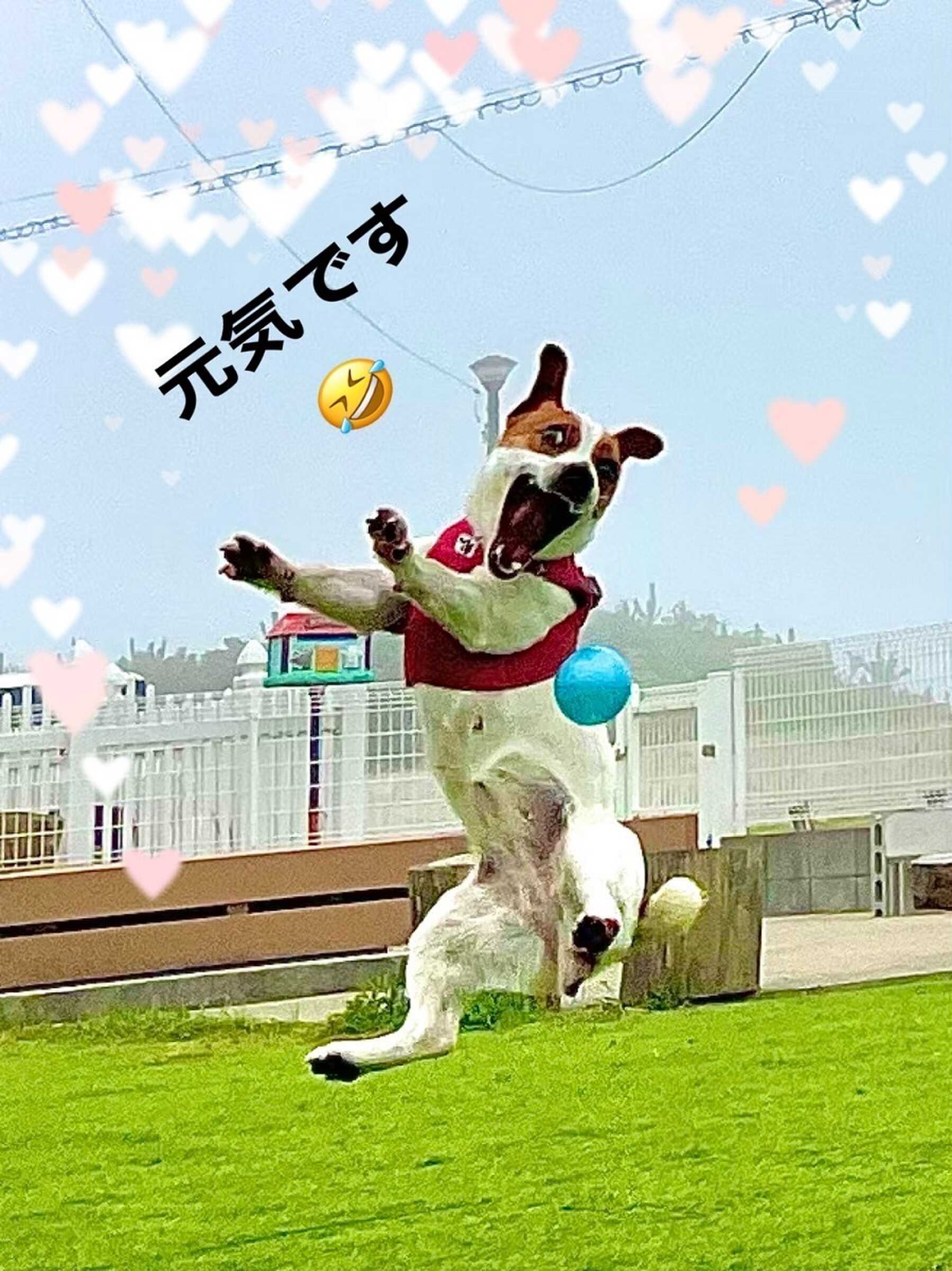 キャンプ ワイワイの写真 5枚目
