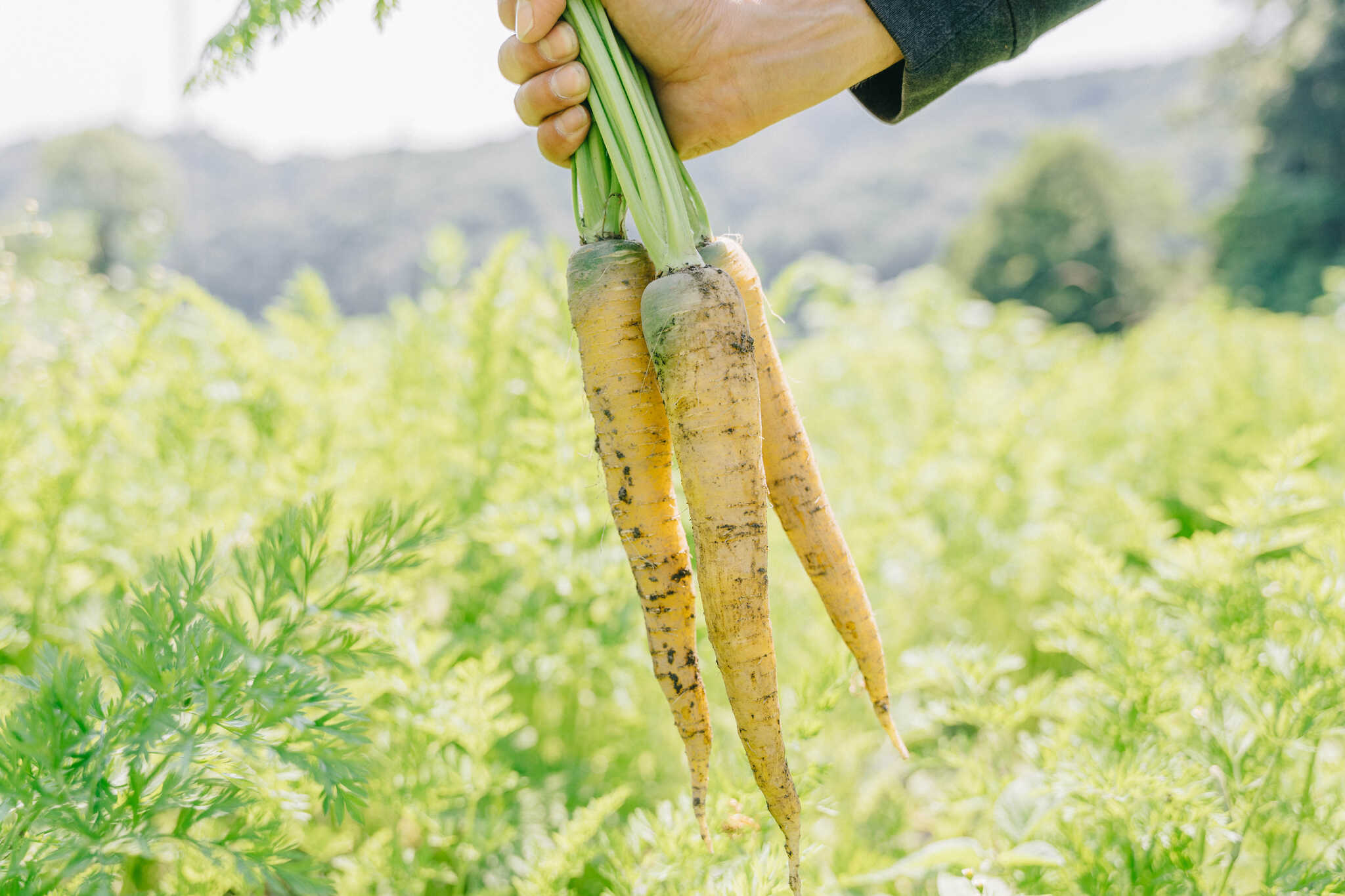 Hattori field by H2oファームの写真 4枚目