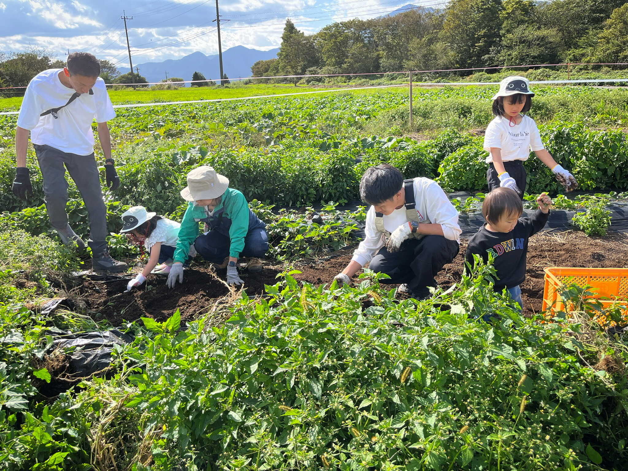 お子様から大人まで収穫や季節の農作業も一緒におこなっています