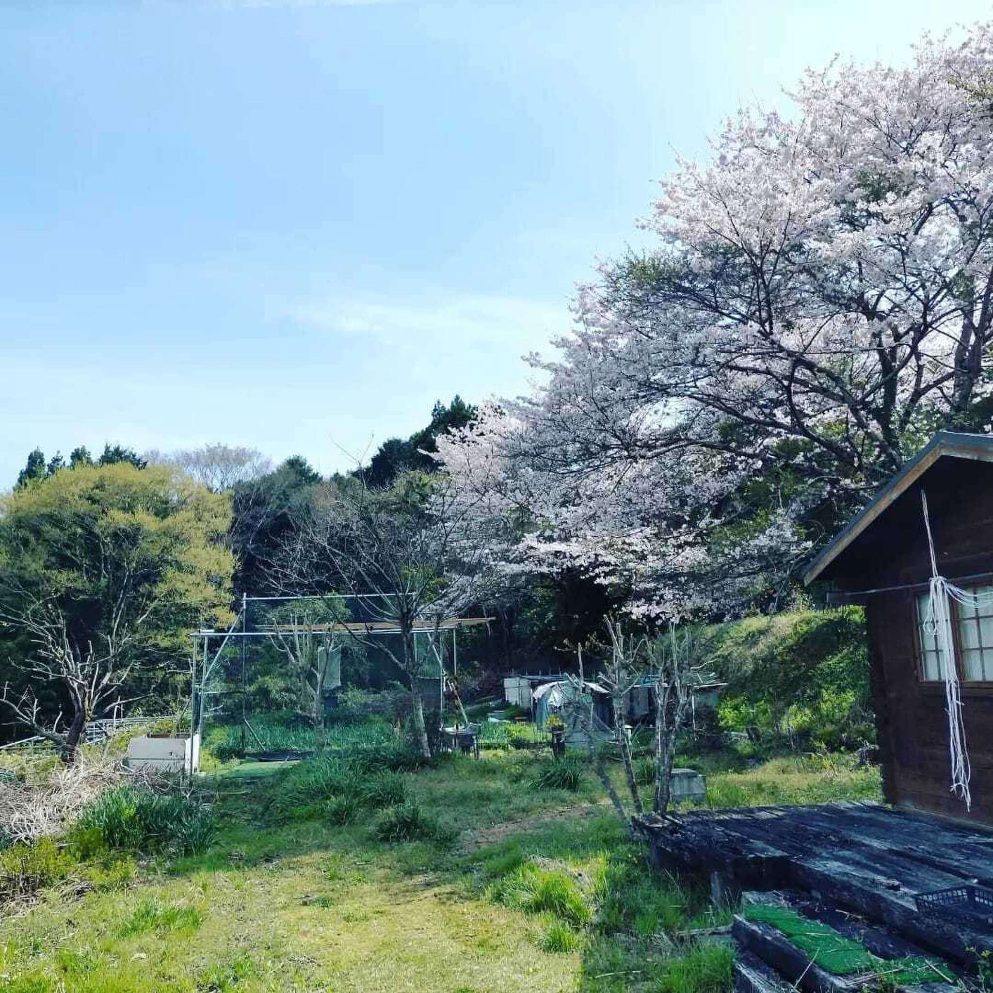 富士山と夜景のキャンプ場 桂の森CAMPERSFIELDの写真 4枚目