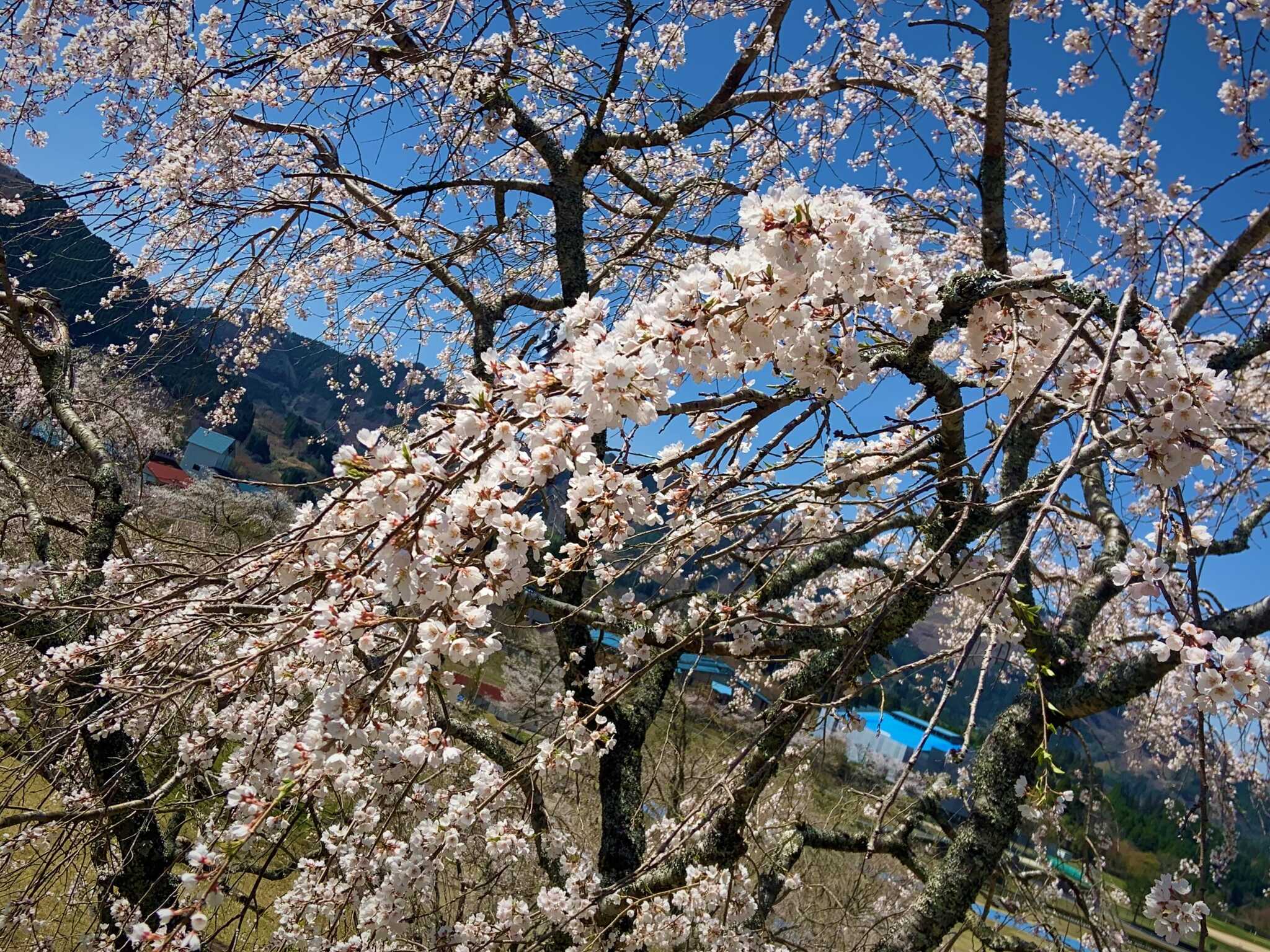 3月から4月にかけて桜が見ごろを迎えます✿