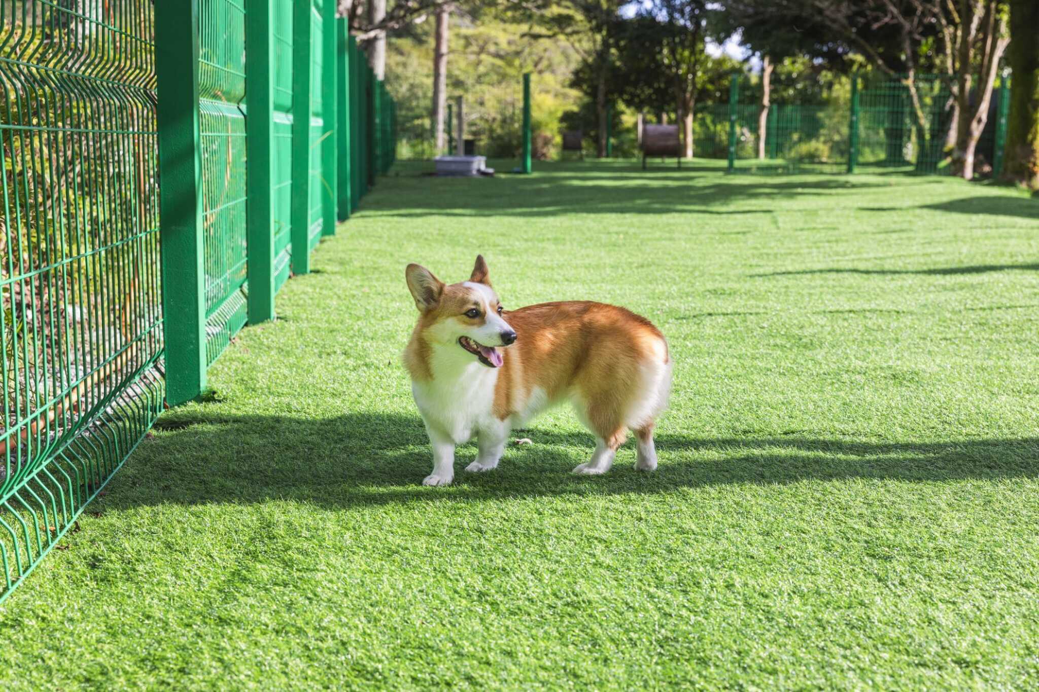 広々としたドッグラン、無料でご利用いただけます。