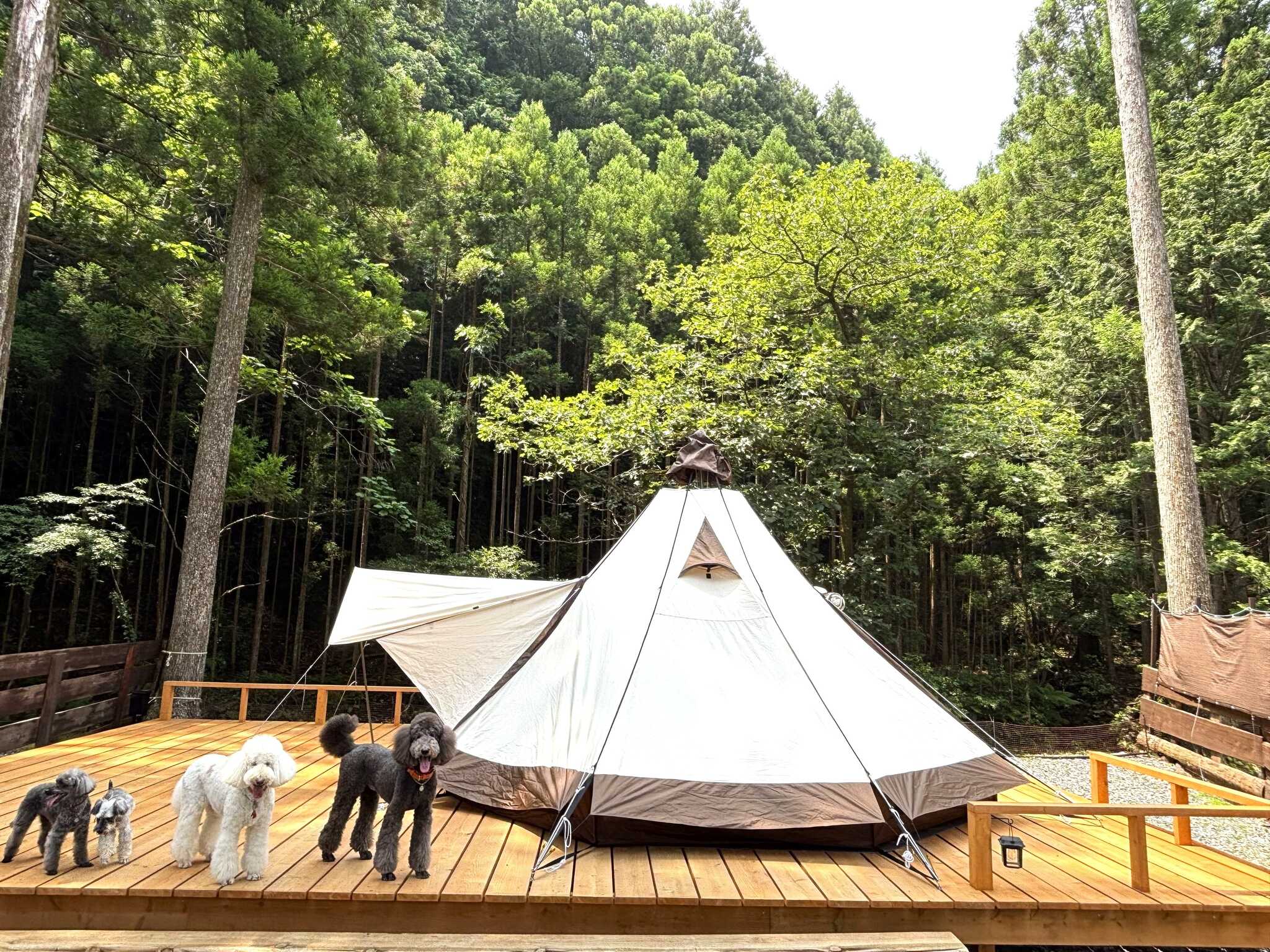 Meivi camp&dogの写真 1枚目