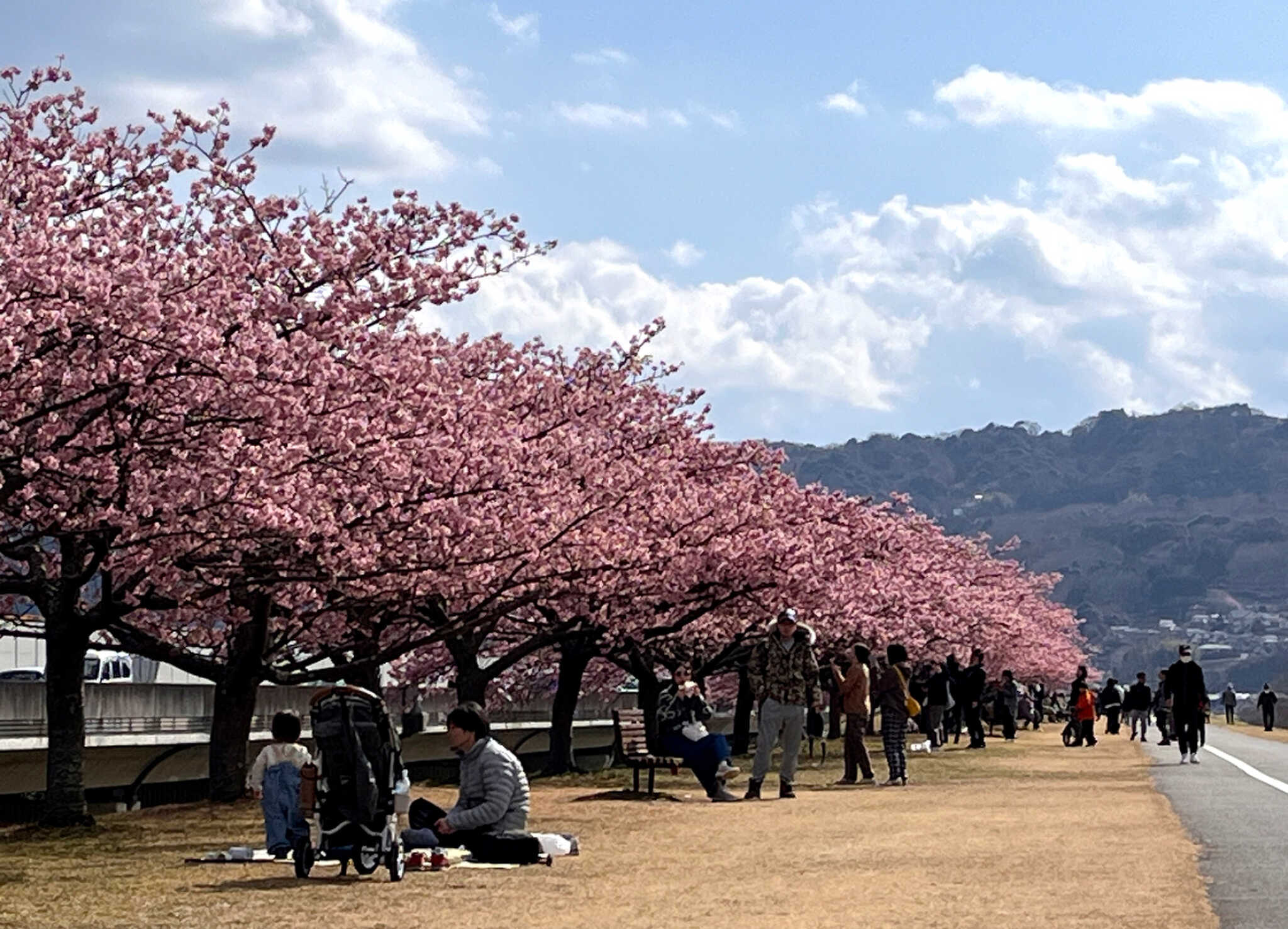 2月下中には堤防で早咲きの城山さくらも楽しめます