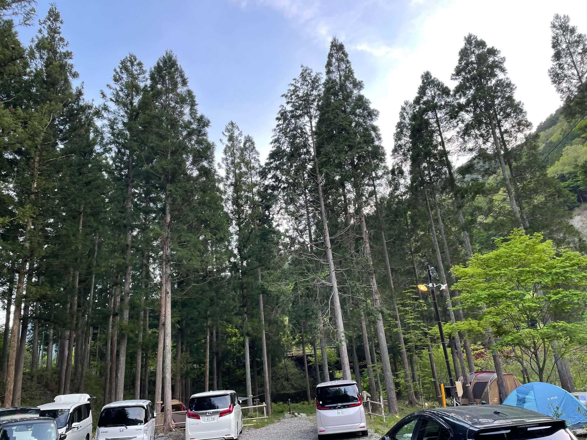 mazecampの写真 1枚目