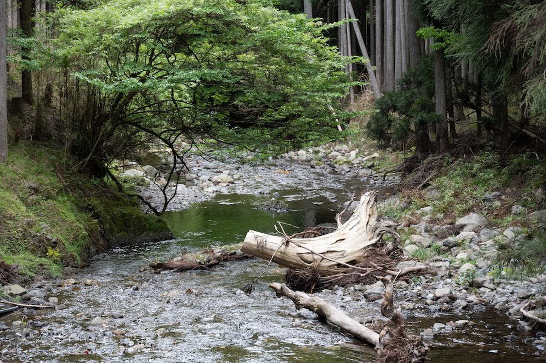 大自然の中でキャンプ体験♪