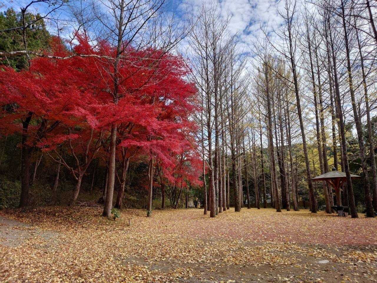四季の森キャンプ場 の写真 1枚目