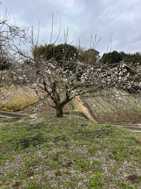 やぶFARMキャンプフィールド photo 2