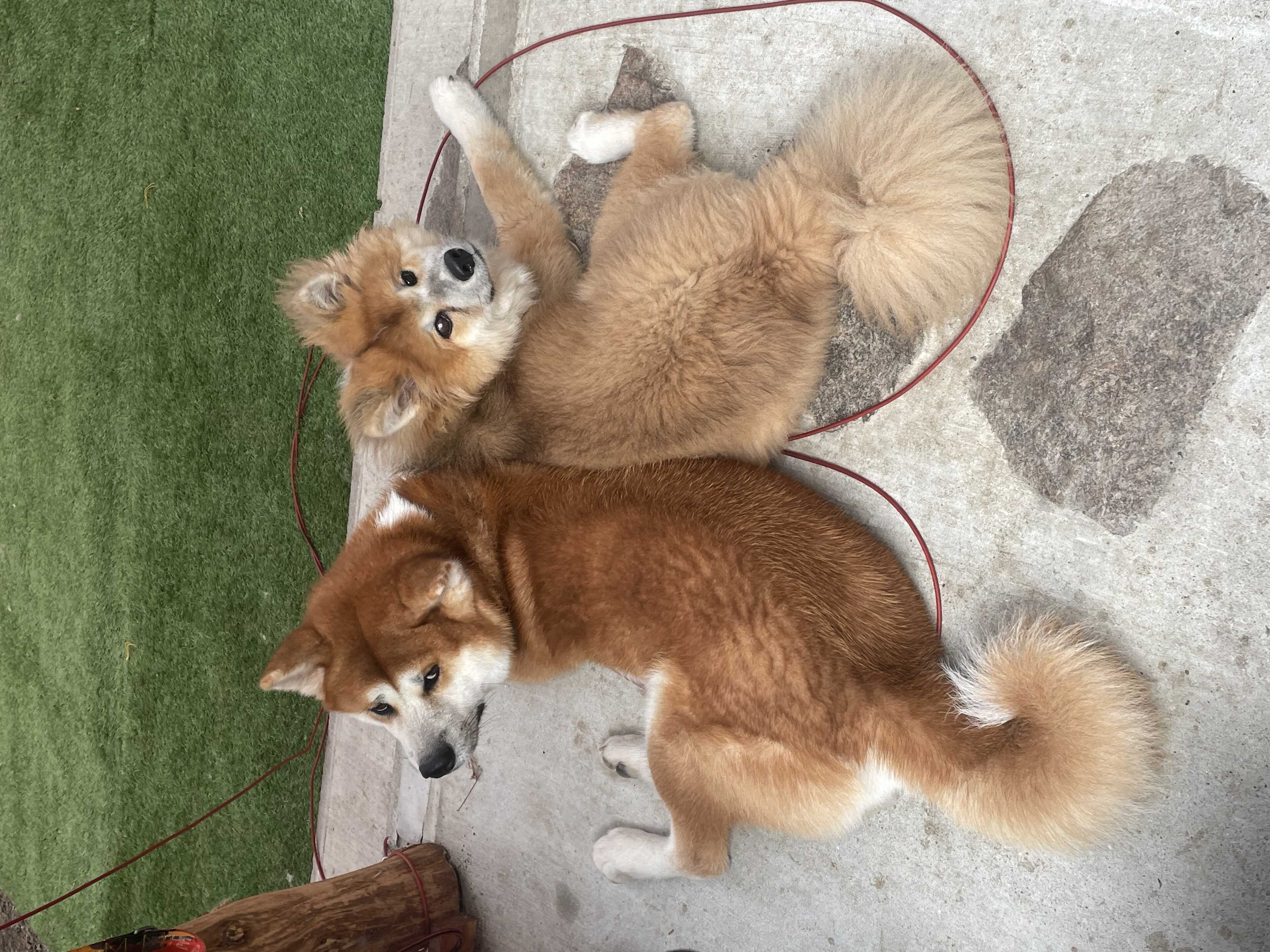看板犬の風夏と凛花