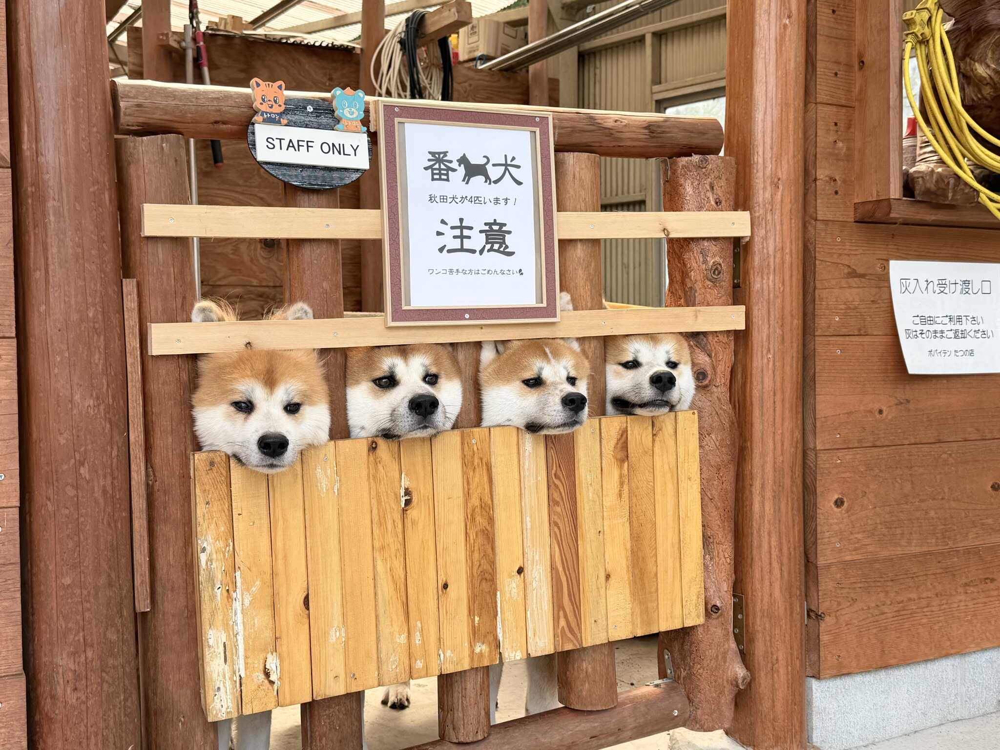 看板犬 秋田犬ファミリーより