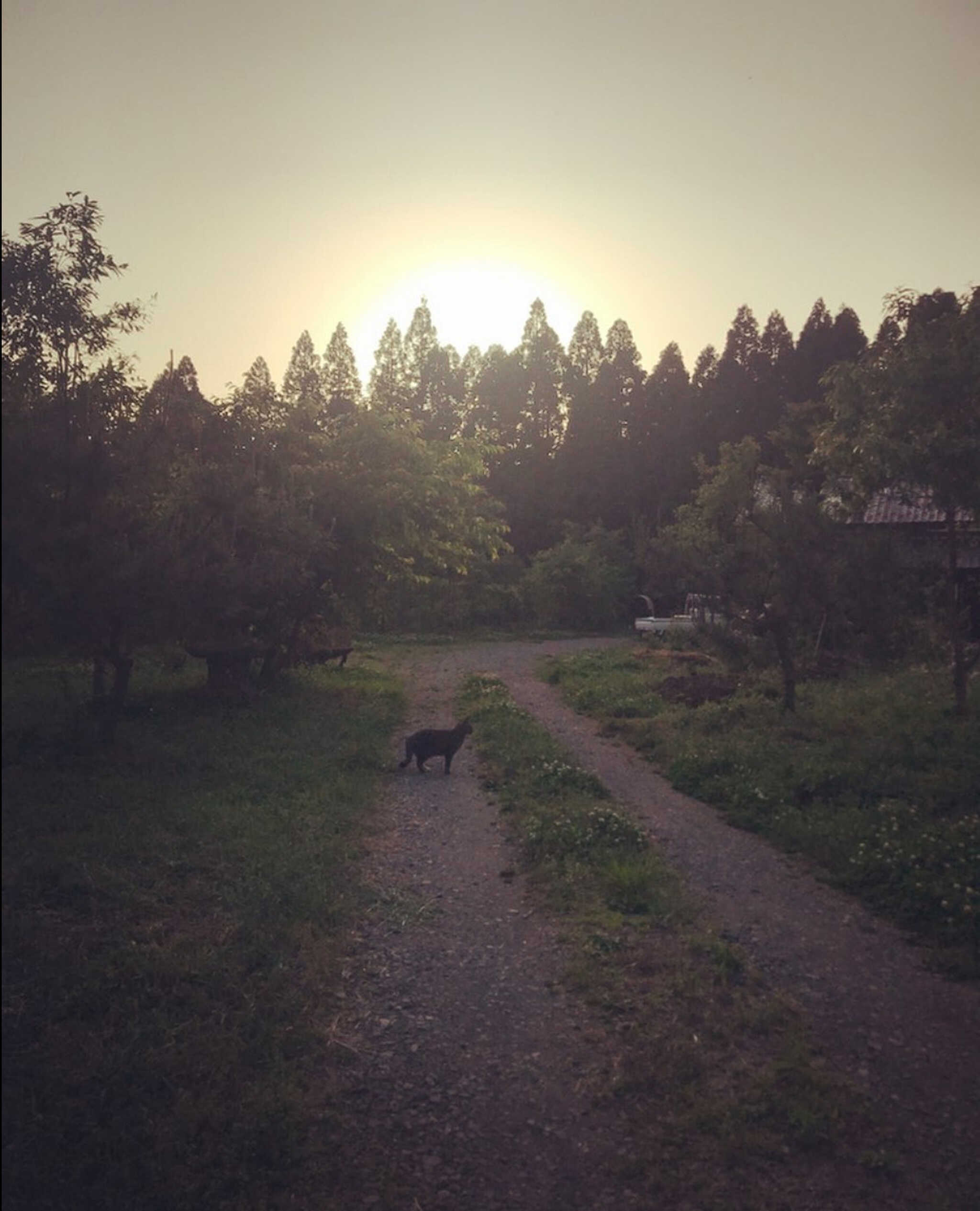 fox 南阿蘇の写真 5枚目