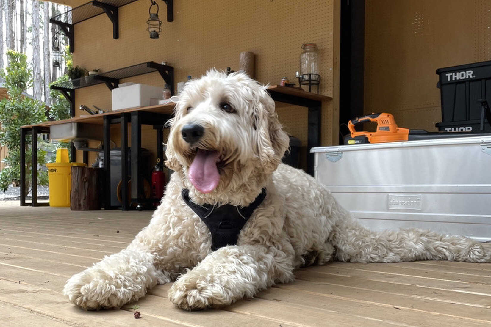 愛犬も一緒に利用できます(無料)場内は全て柵で保護しています○木陰やデッキスペースが多く、愛犬家が作った施設が自慢!