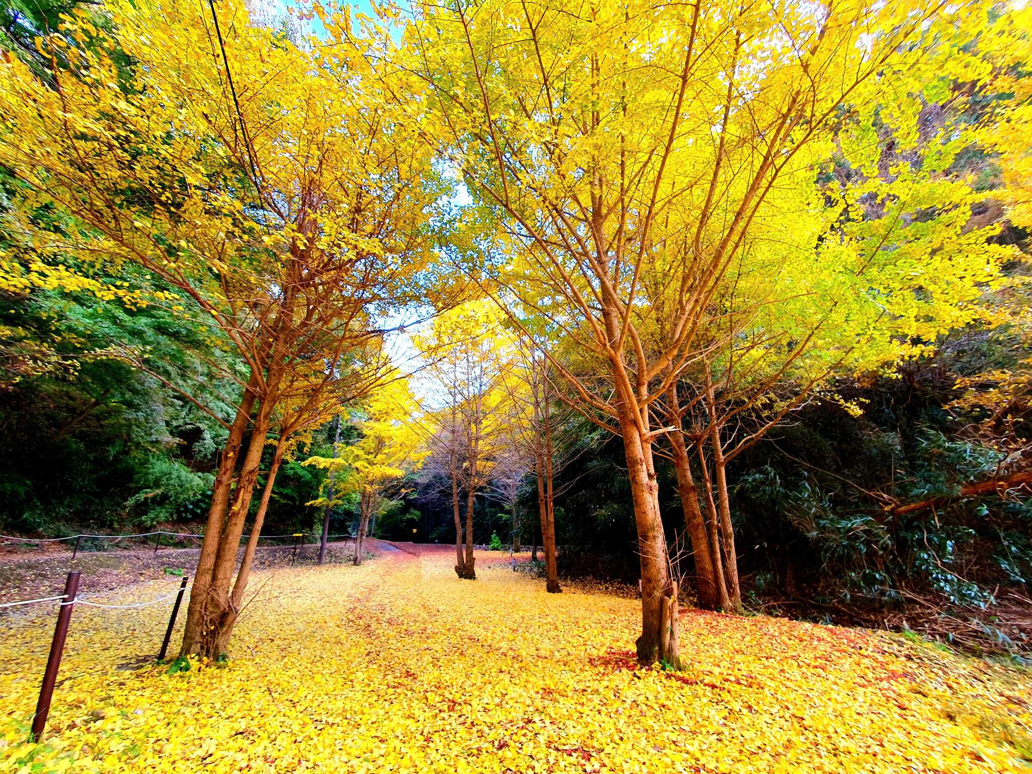 秋の紅葉(イチョウがキレイです)