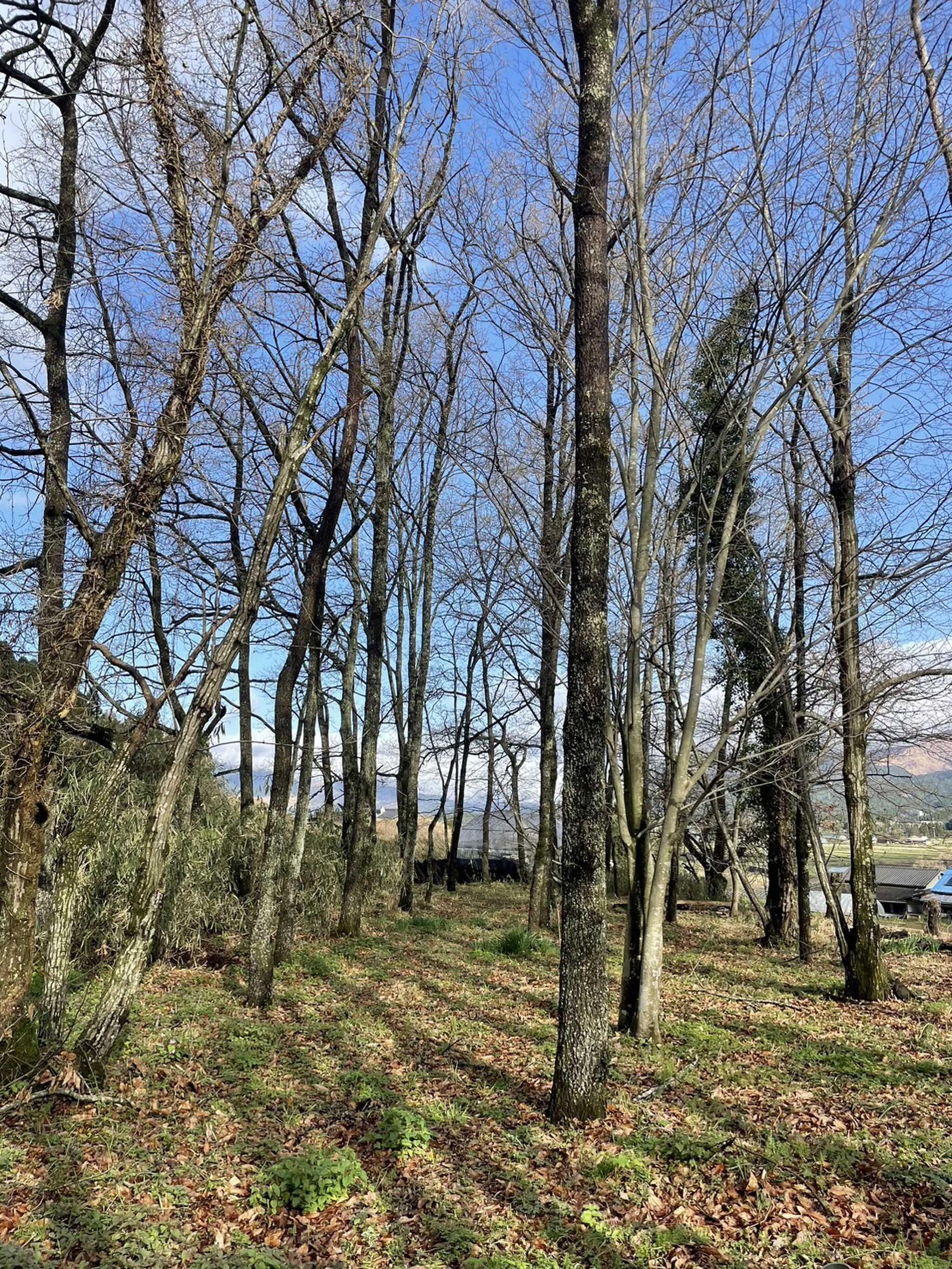 フレッシュ南阿蘇キャンプまっさら