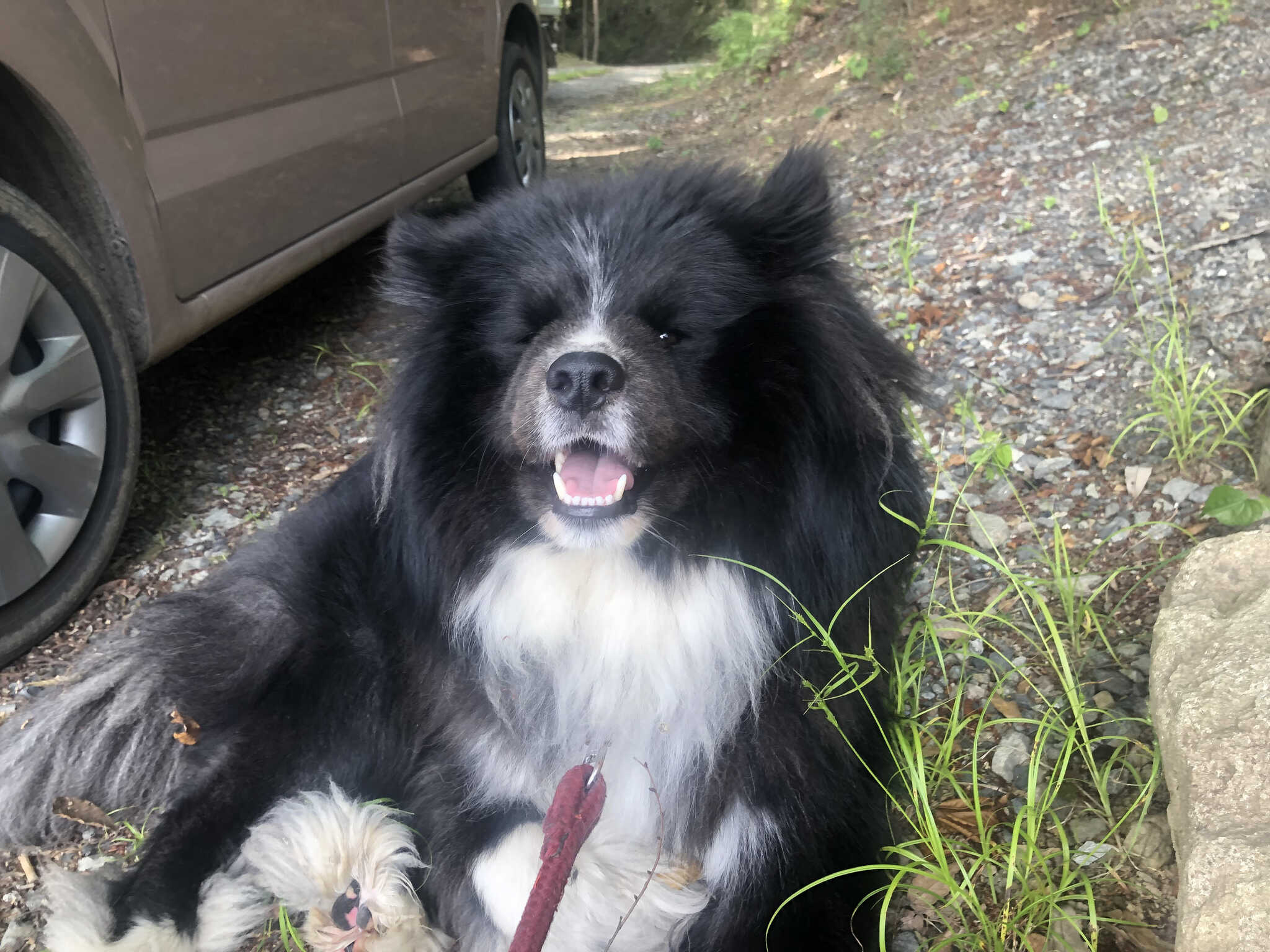 看板犬 大福