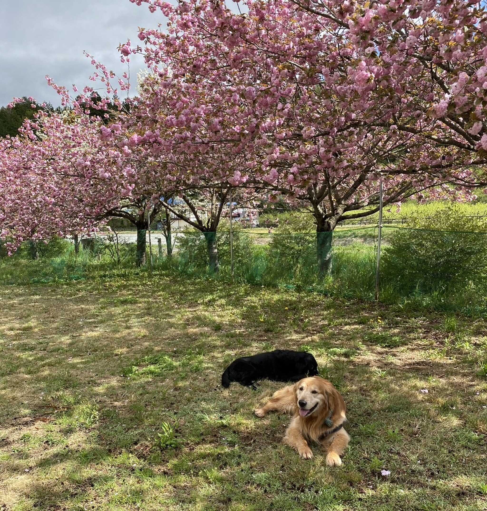 月舘オートキャンプベースSAKURAの写真 2枚目
