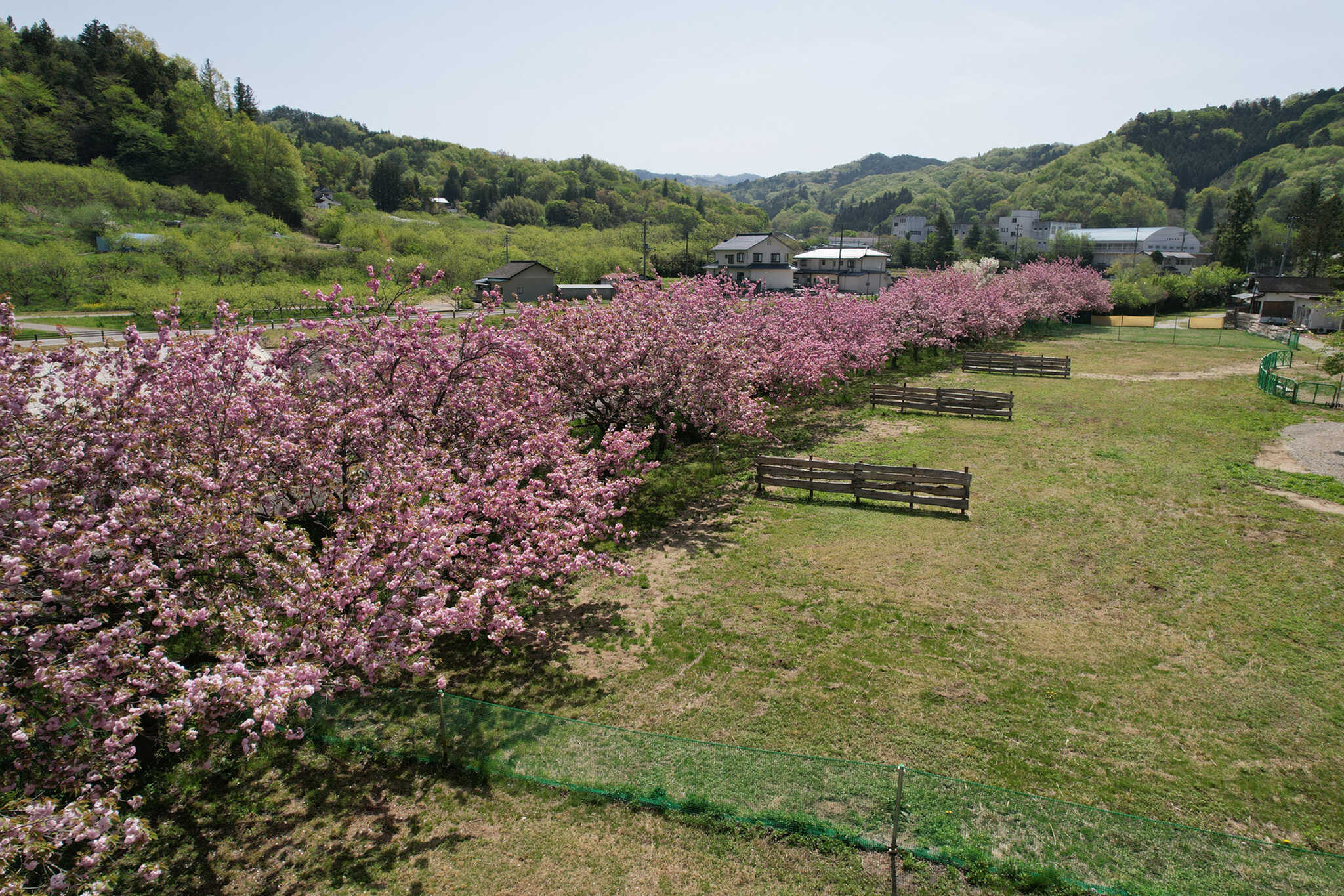 4月後半には30本の八重桜が咲き乱れて、お花見キャンプが出来ちゃいます!