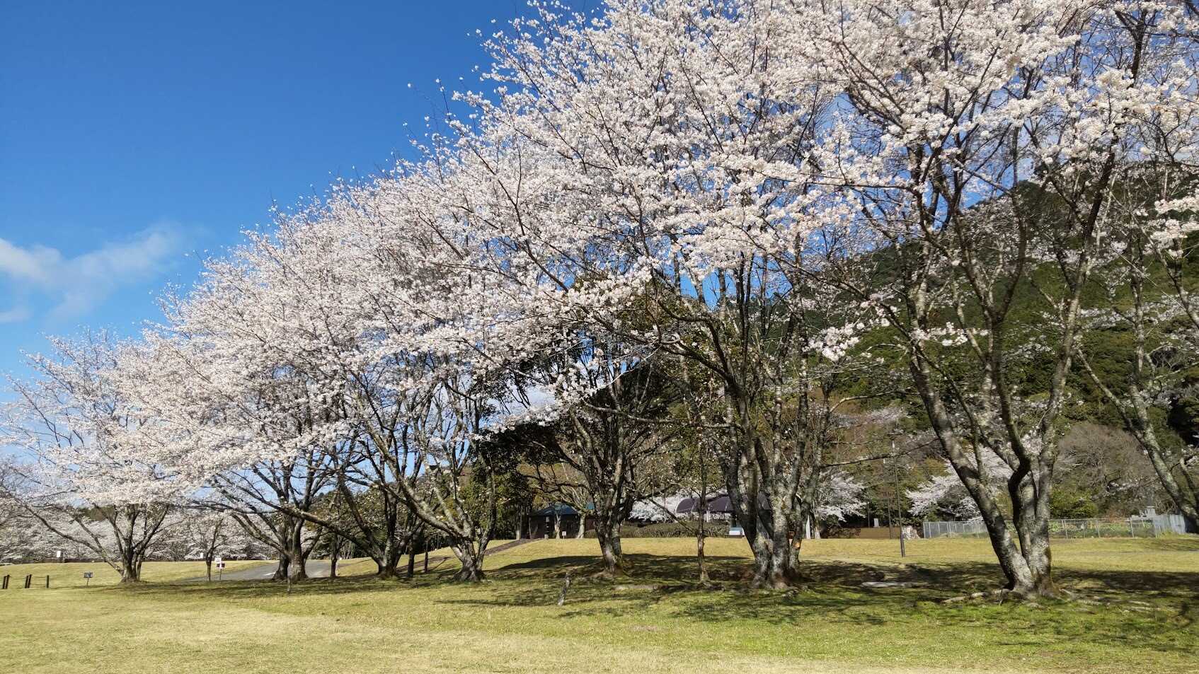 朝倉オートキャンプ場の写真 3枚目