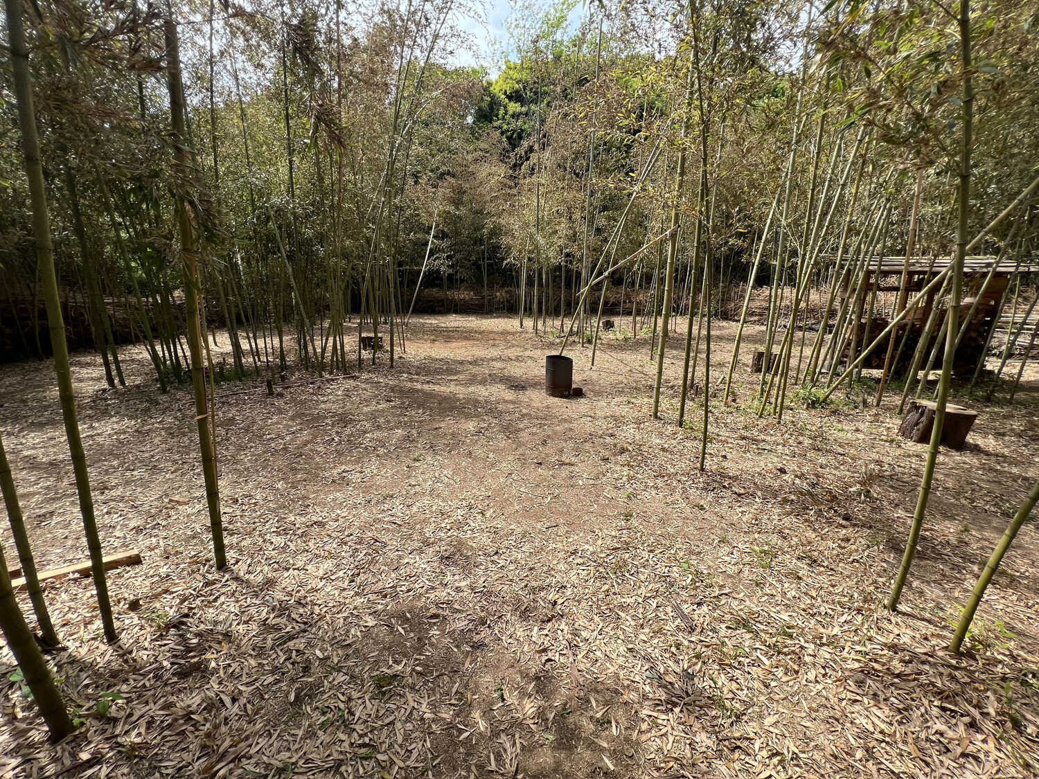 Forest Lifeの写真 1枚目