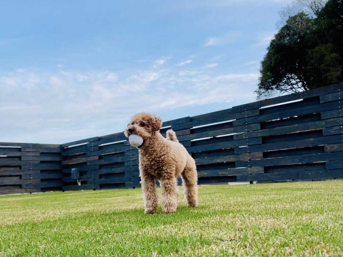 ノーリードでワンちゃんが自由に駆け回ることができ、ワンちゃんとの特別な時間をお過ごしください