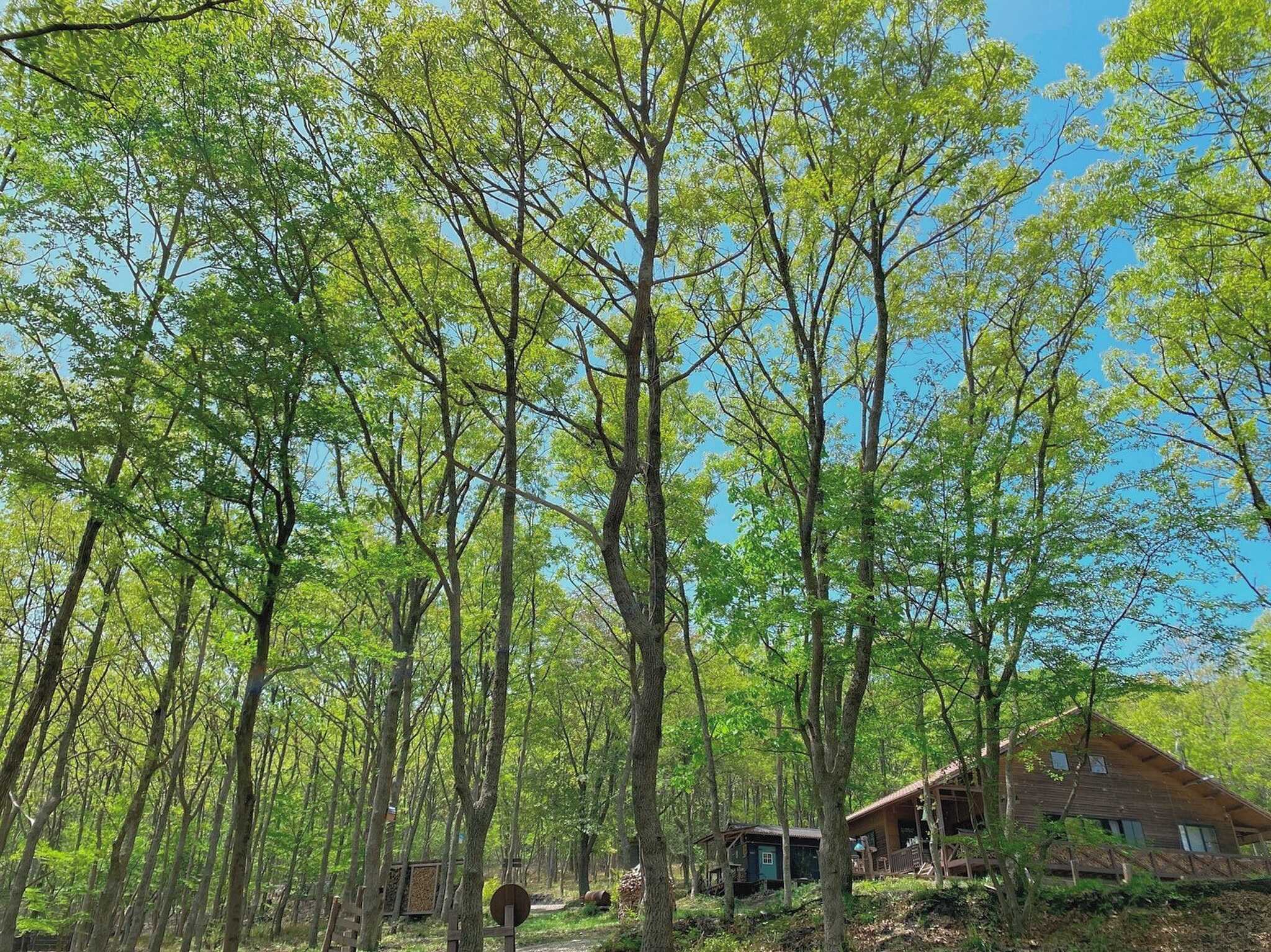 camp×woods