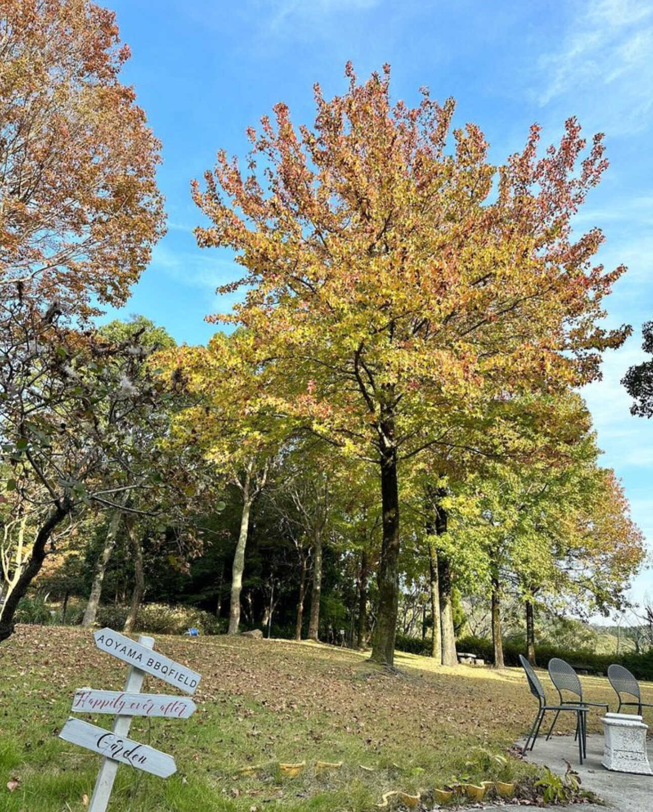 AOYAMA BBQ FIELD