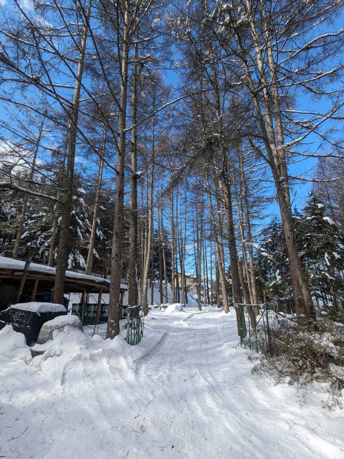 Larch Forest Village