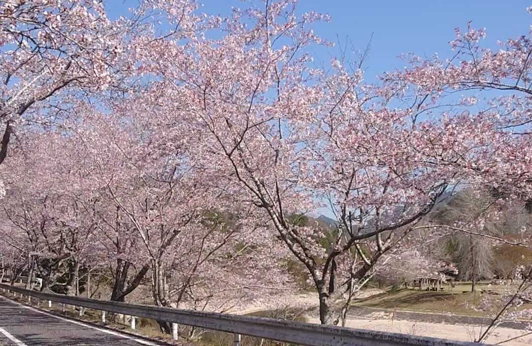 河川敷さくら