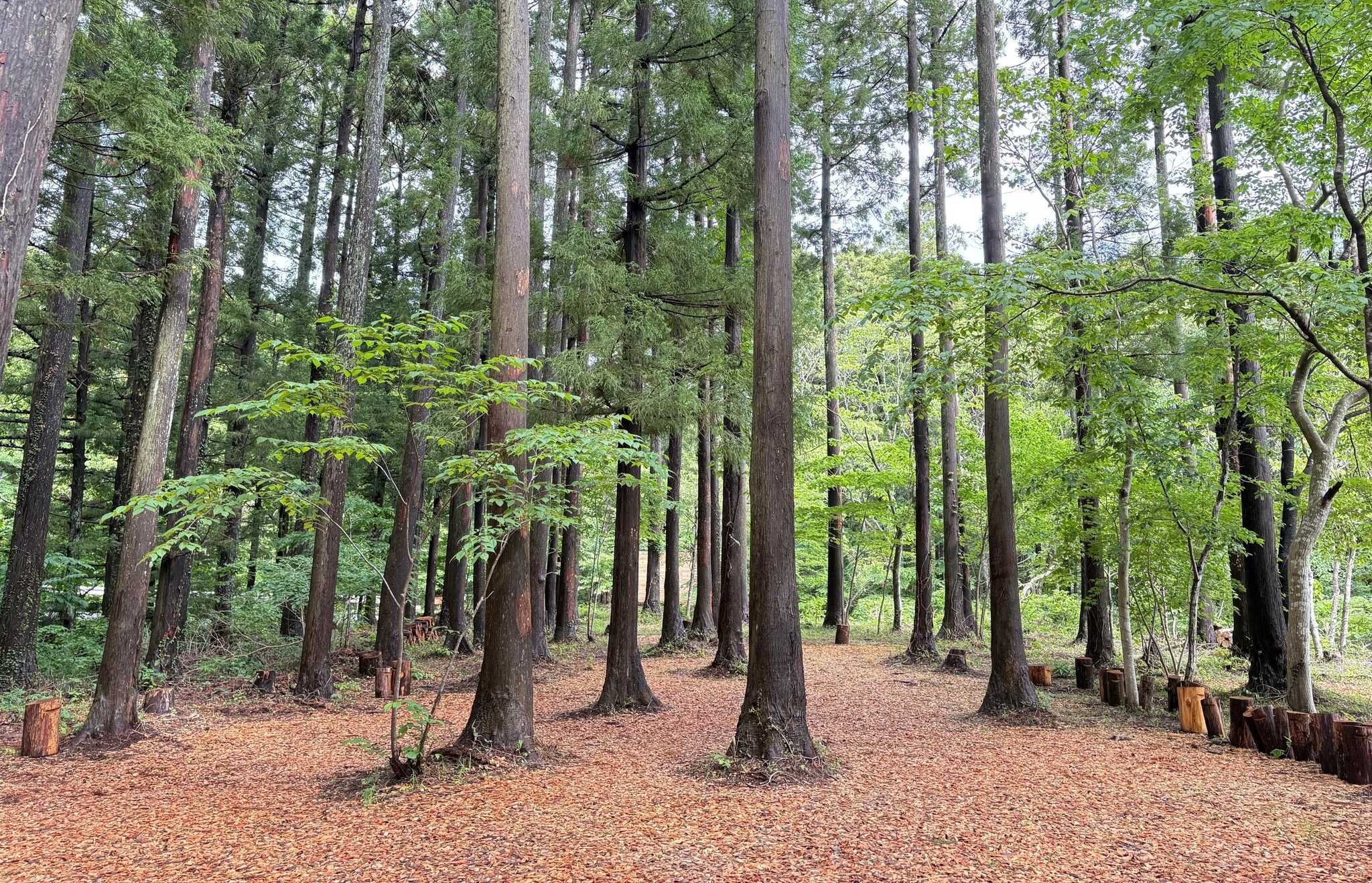 Wolves Forest Outdoorの写真 1枚目