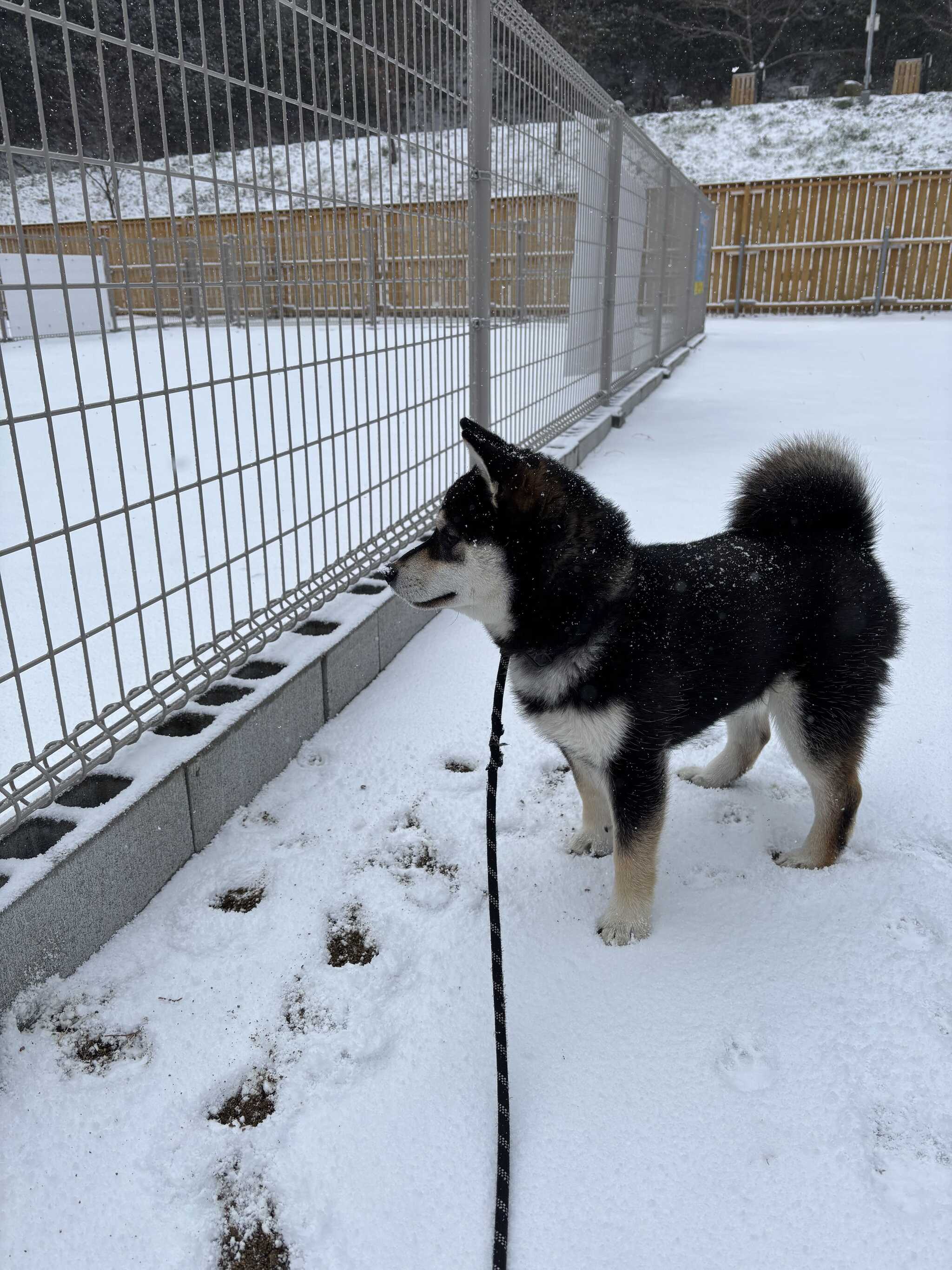 龍太初めての雪