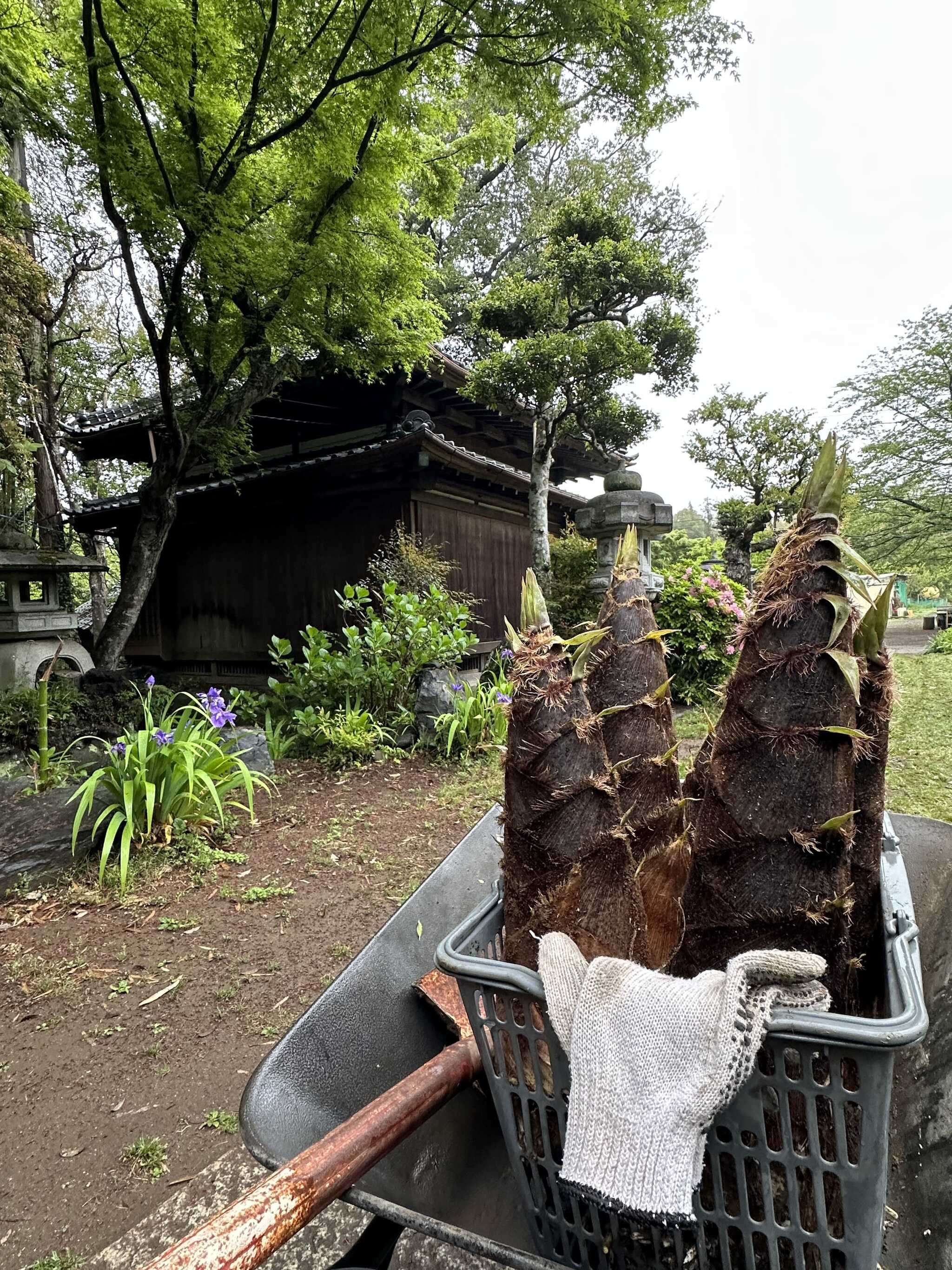 春には筍掘りも体験できます♪(別途有料)