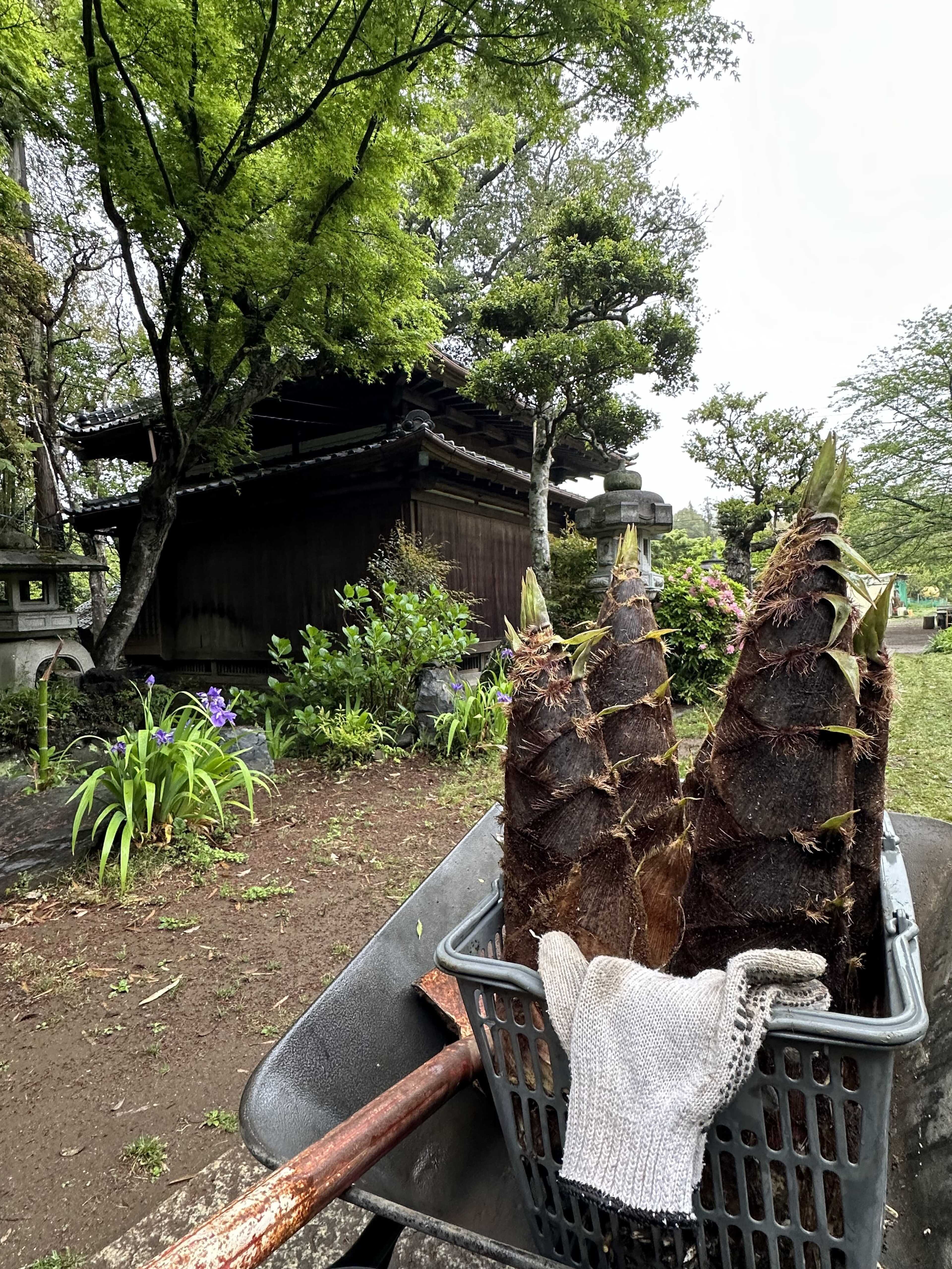春には筍掘りも体験できます♪(別途有料)