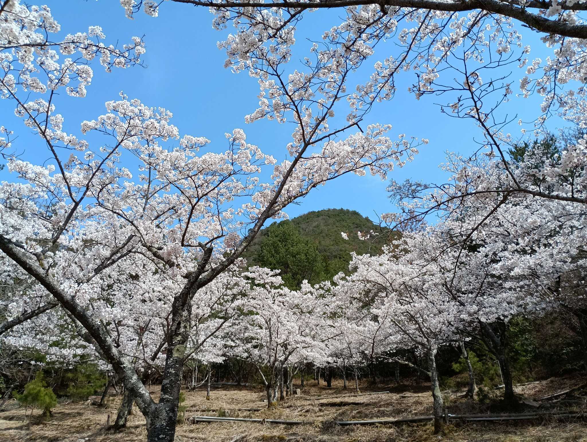 新能勢の郷公園キャンプ場の写真 4枚目