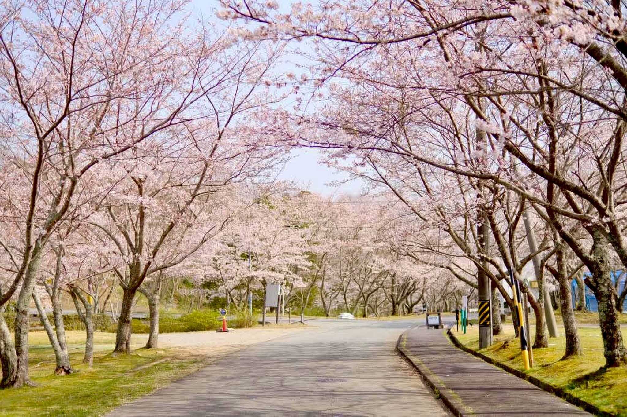 施設前 桜並木道
