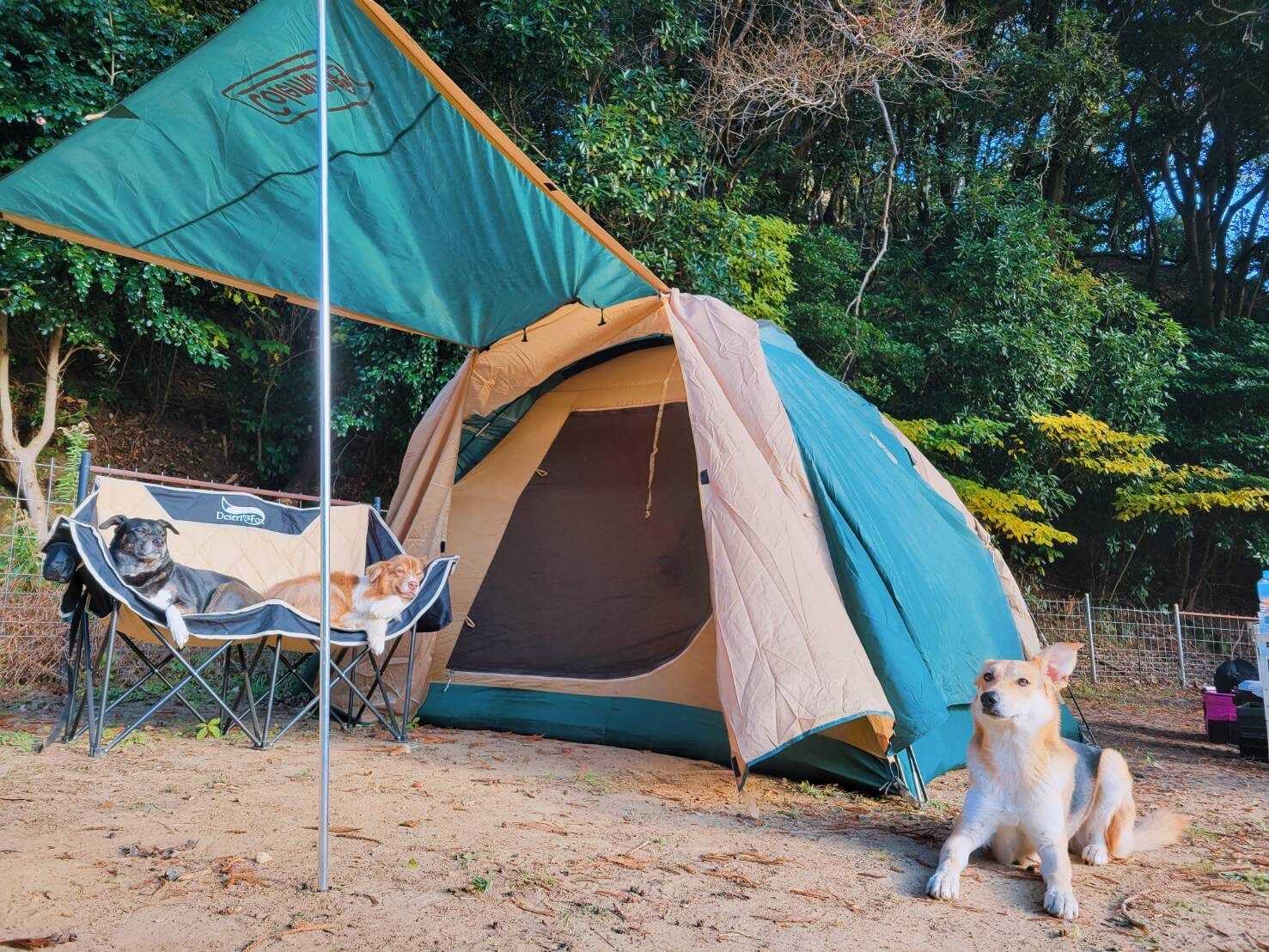 うちべんけい茶屋キャンプ場の写真 1枚目