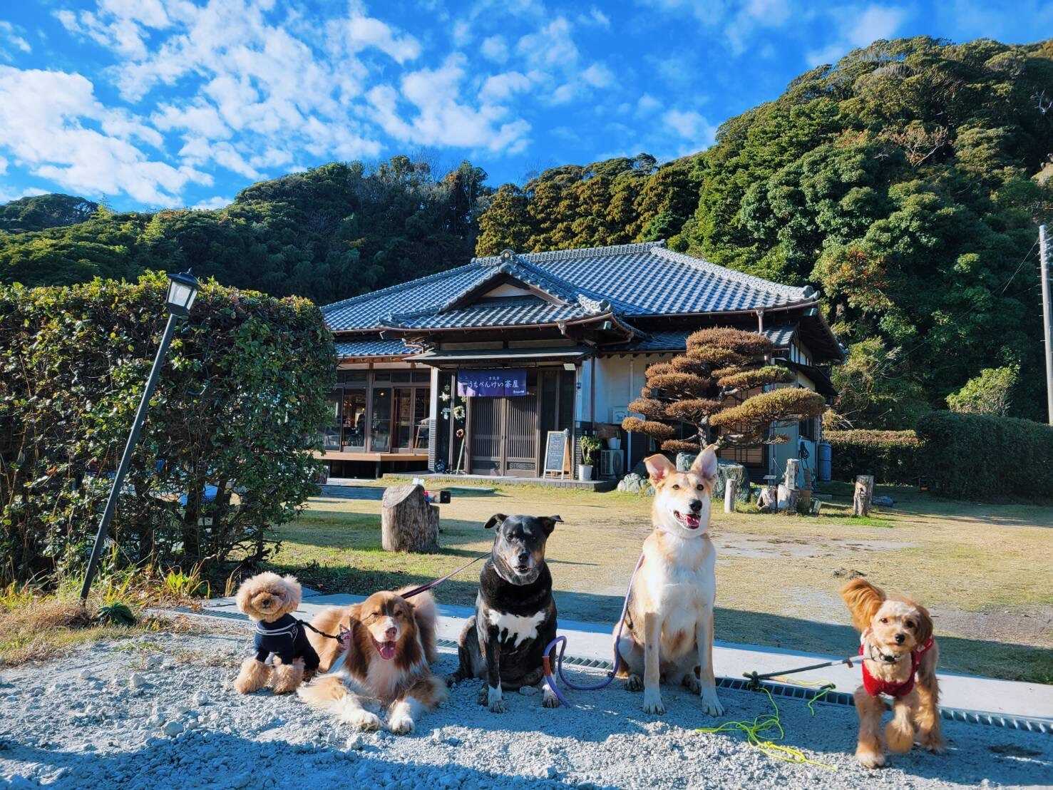 うちべんけい茶屋キャンプ場の写真 2枚目